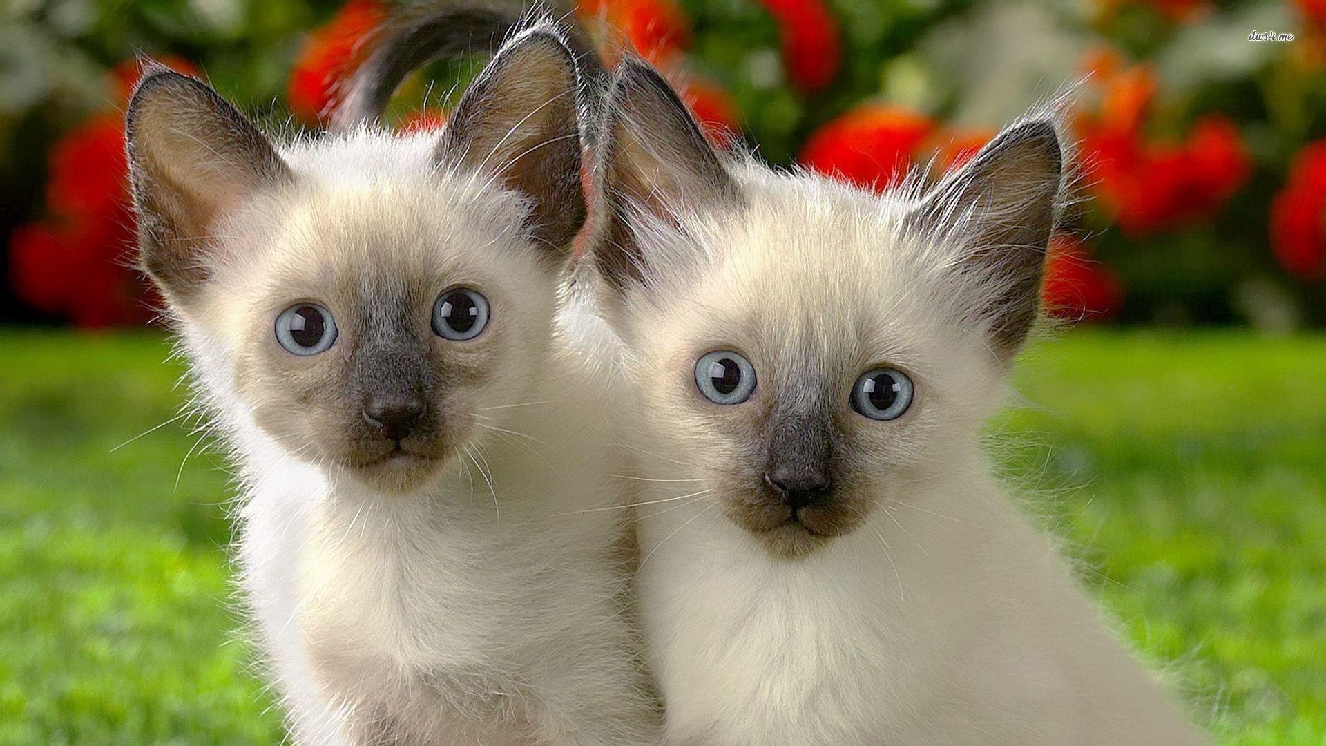 1920x1080 Siamese Kitten Wallpaper, Desktop