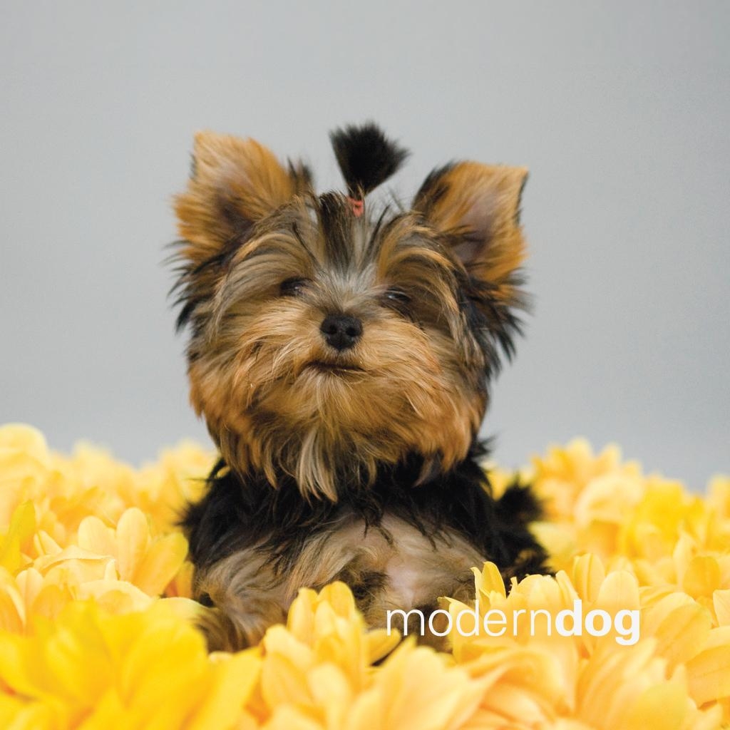 1030x1030 Puppies! Free Modern Dog Wallpaper. Modern Dog magazine, Phone