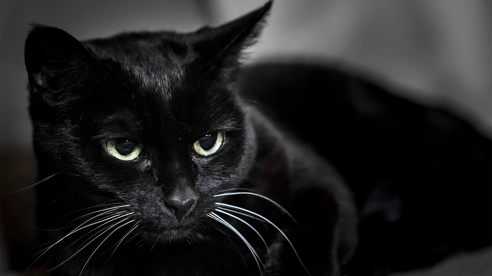 1920x1080 Download wallpaper  black cat, muzzle, eyes full hd, hdtv, Desktop