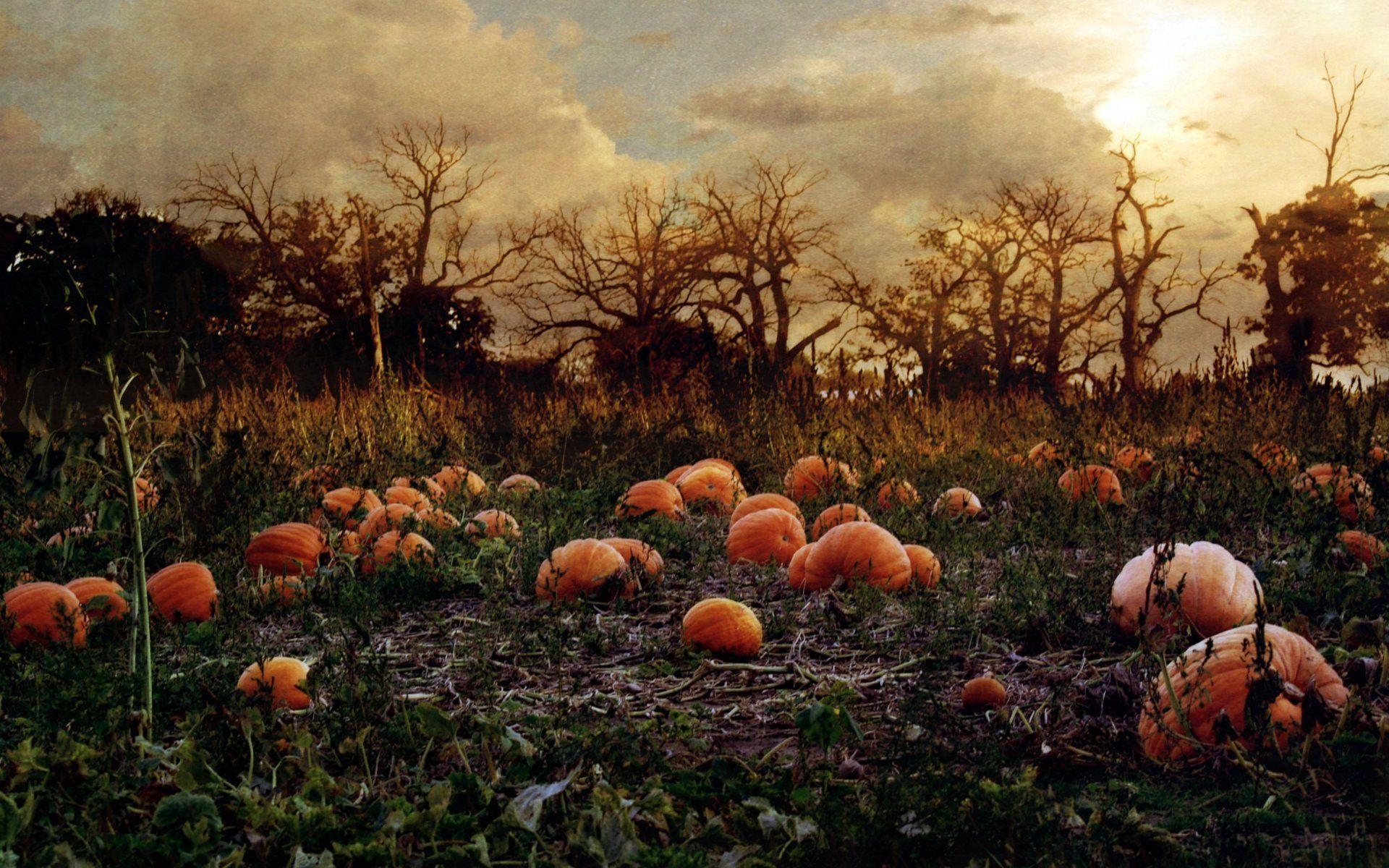 1920x1200 Pumpkin Wallpaper HD, Desktop