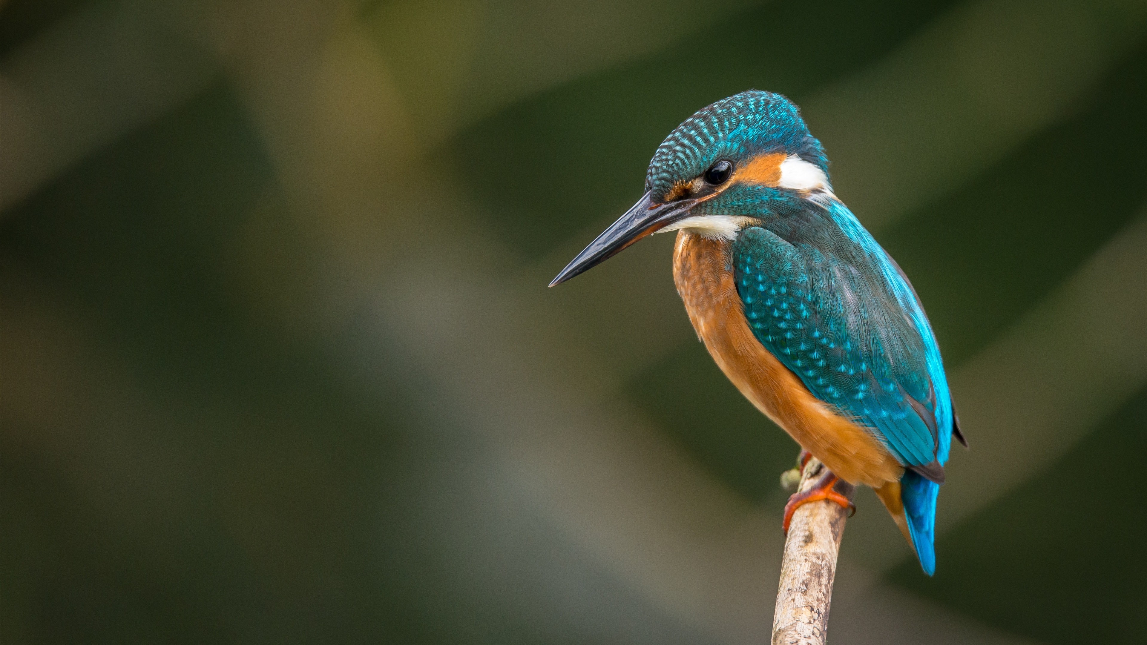 3840x2160 Colorful Kingfisher Bird On Branch 4k Wallpaper Of Buxa, Desktop