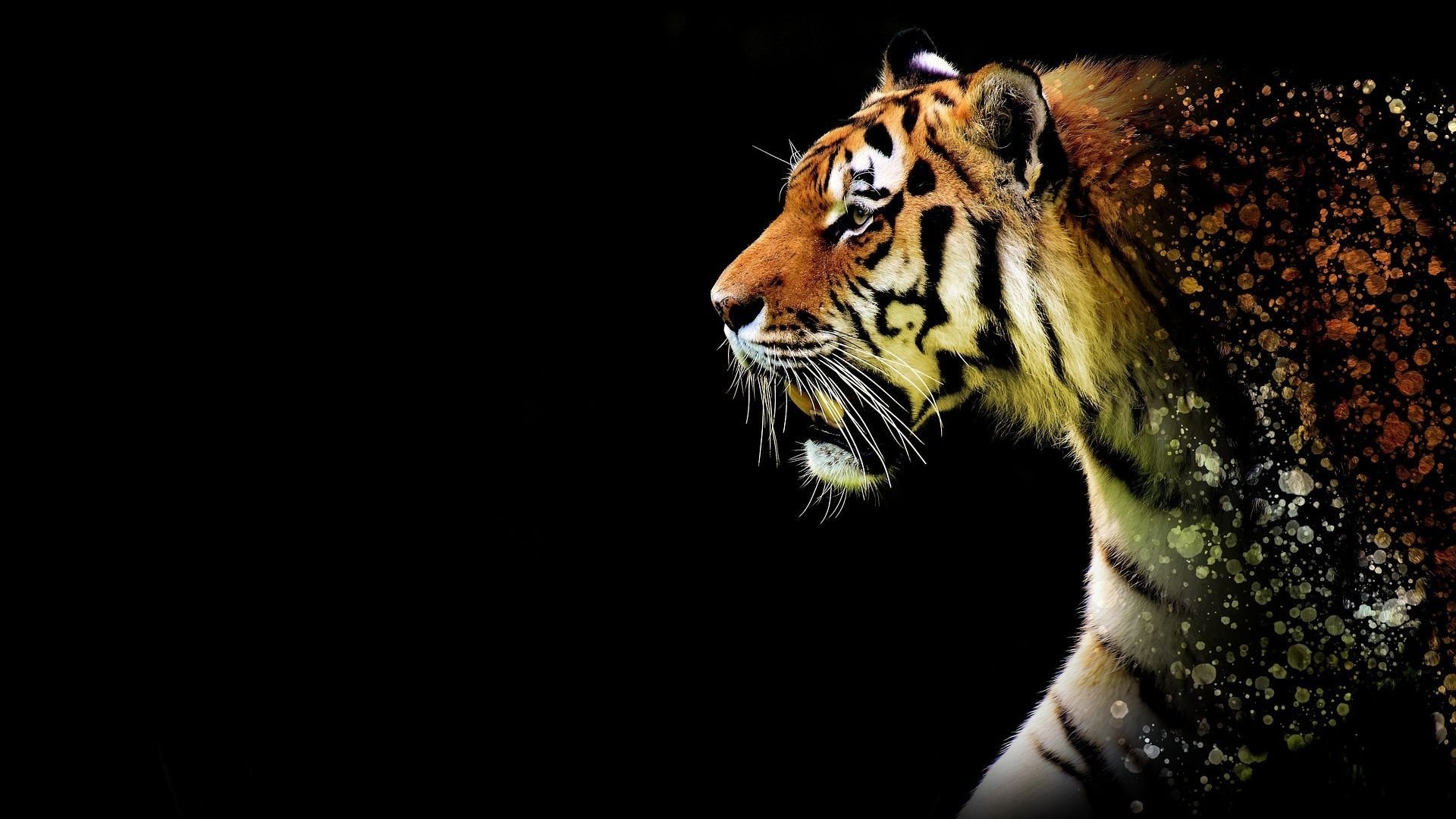 1920x1080 Wallpaper Of Tiger, Desktop