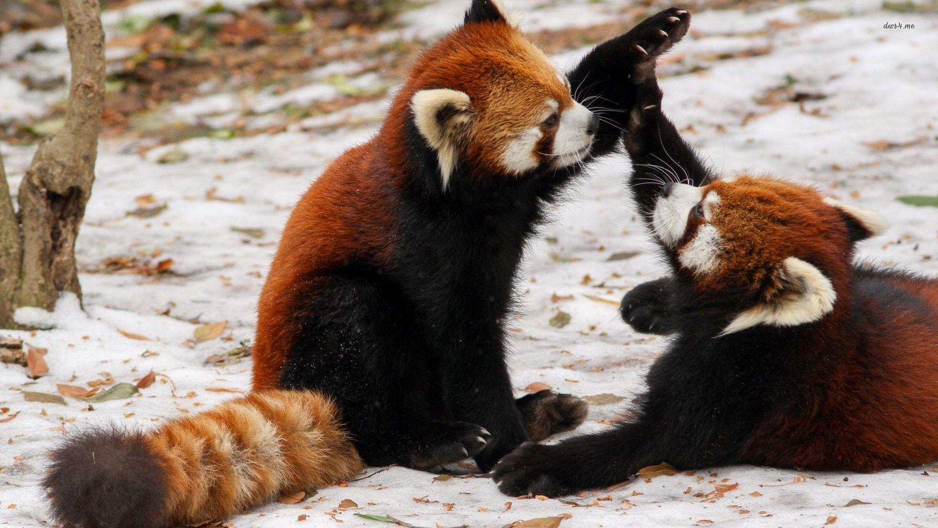 1920x1080 Red Panda Wallpaper, High Resolution Red Panda Wallpaper, Desktop