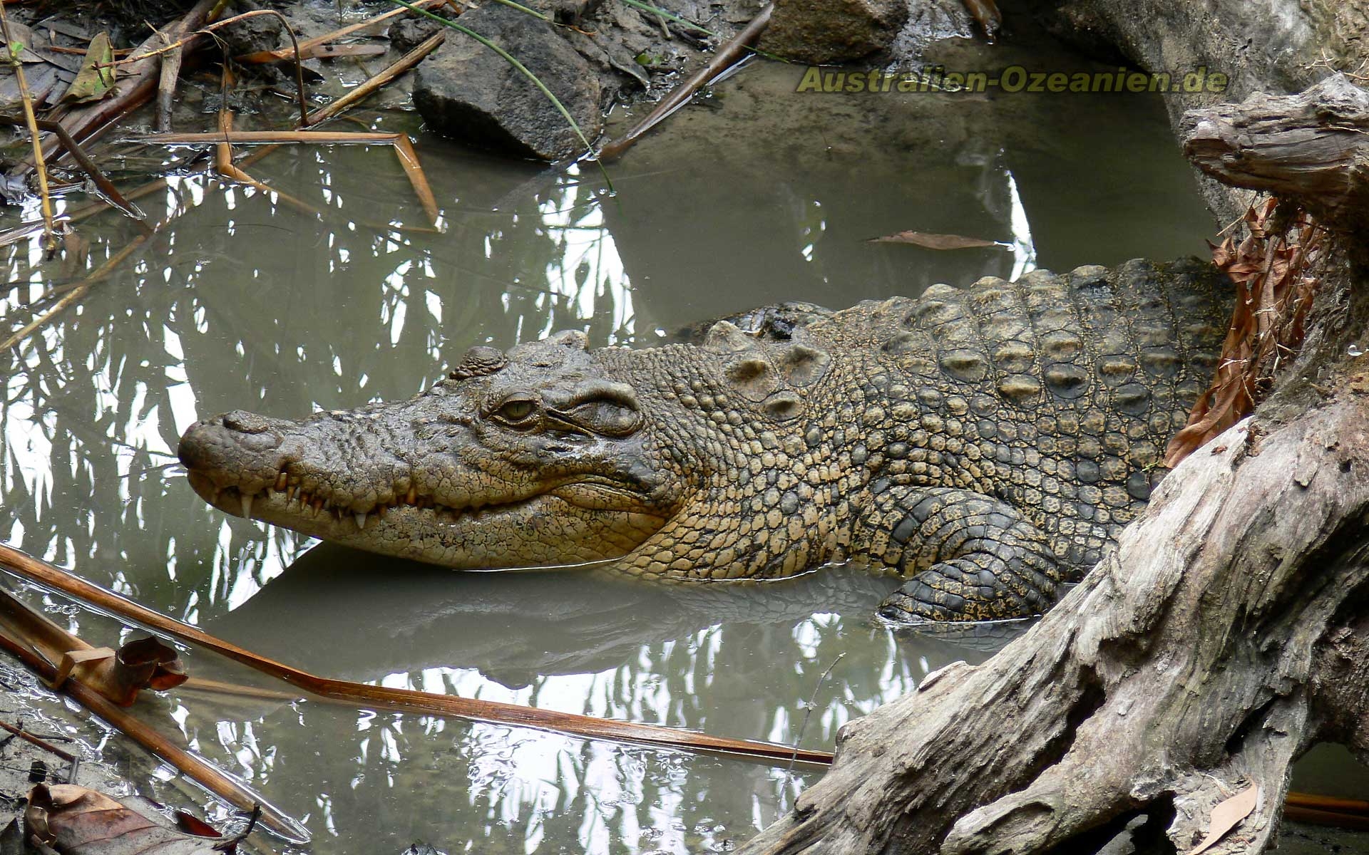 1920x1200 American Crocodile Wallpaper 10 X 1200, Desktop