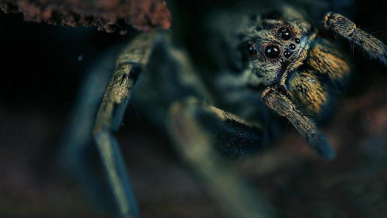 1600x900 4K Ultra HD Tarantula Wallpaper for Free, Pics, Desktop