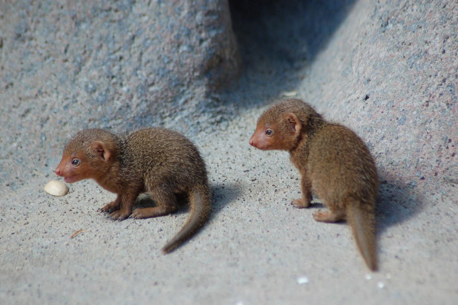 1600x1070 Mongoose Wallpaper. Mongoose, Desktop