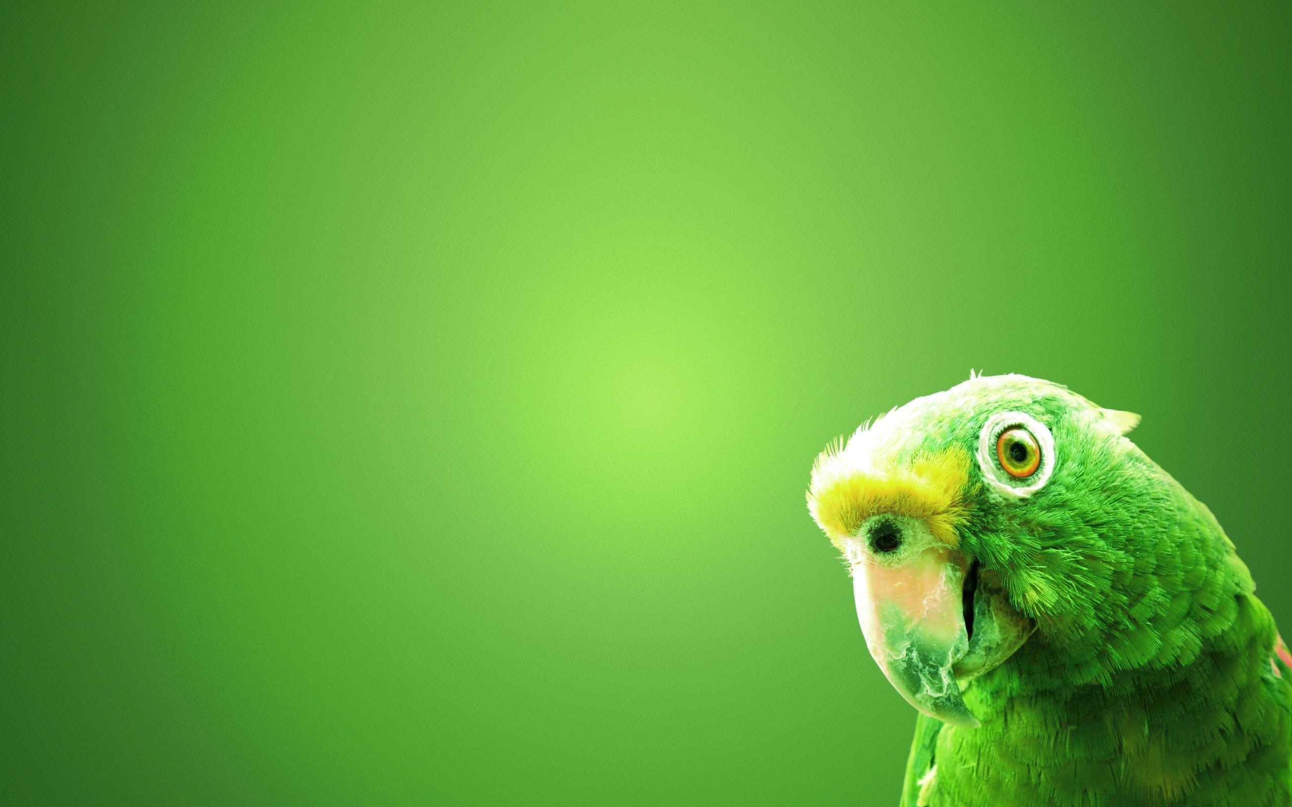 2560x1600 Green Parrot Wallpaper Animals Birds Green, Desktop