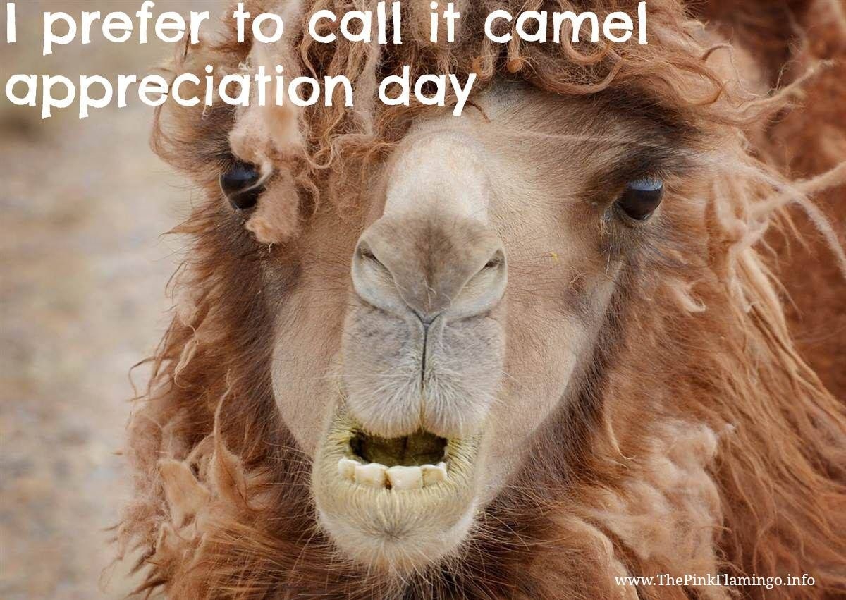 1200x860 Happy Humpday ideas. hump day humor, hump day quotes, wednesday hump day, Desktop