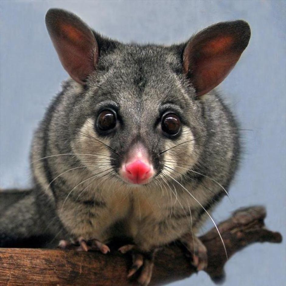 940x940 Possum wallpaper, Animal, HQ Possum pictureK Wallpaper, Phone