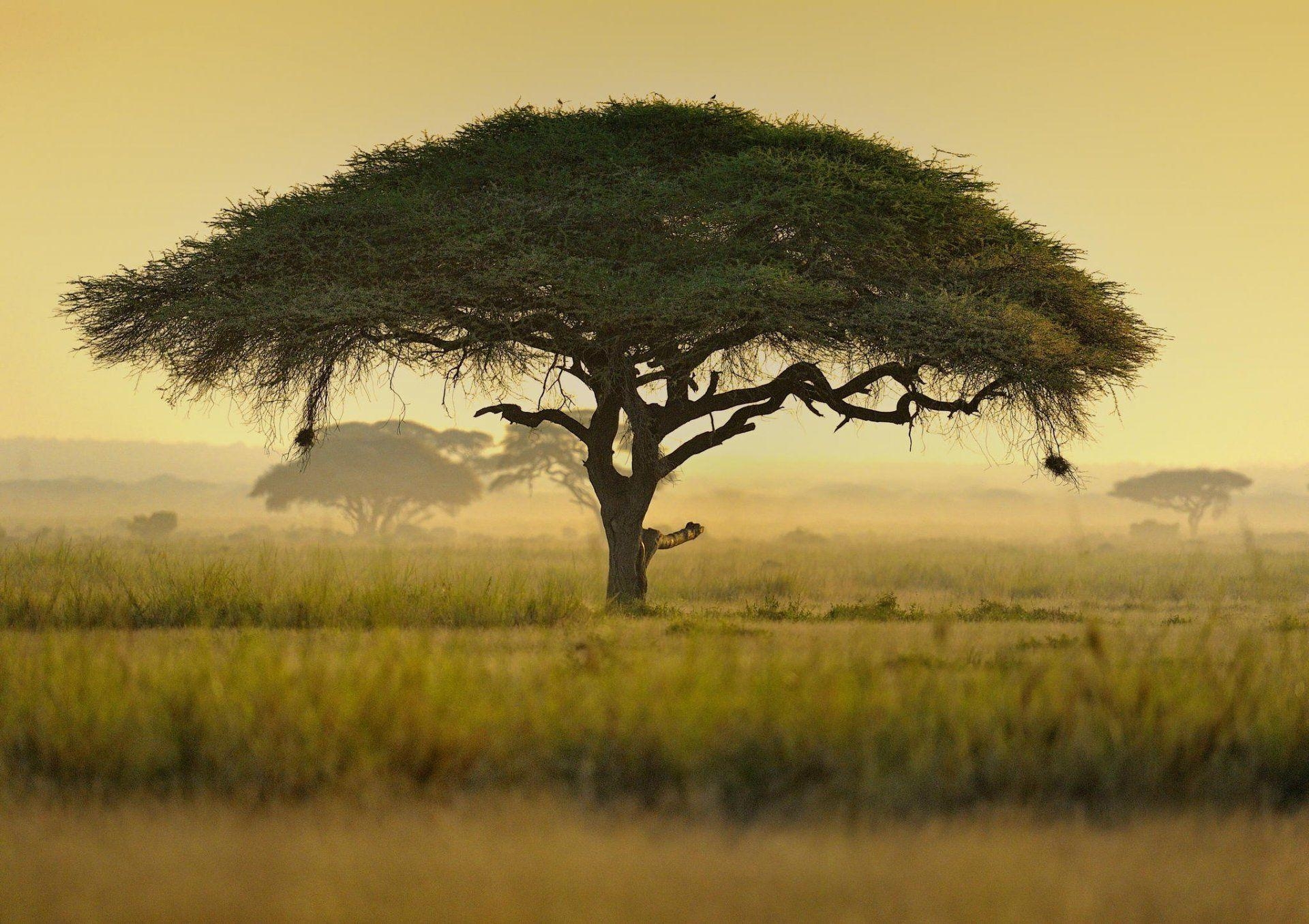 1920x1360 umbrella acacia tree kenya africa HD wallpaper, Desktop