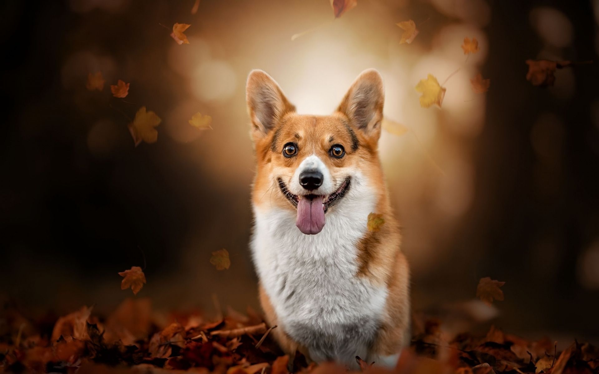 1920x1200 Download wallpaper Welsh Corgi, autumn, pets, Corgi, bokeh, dogs, Desktop