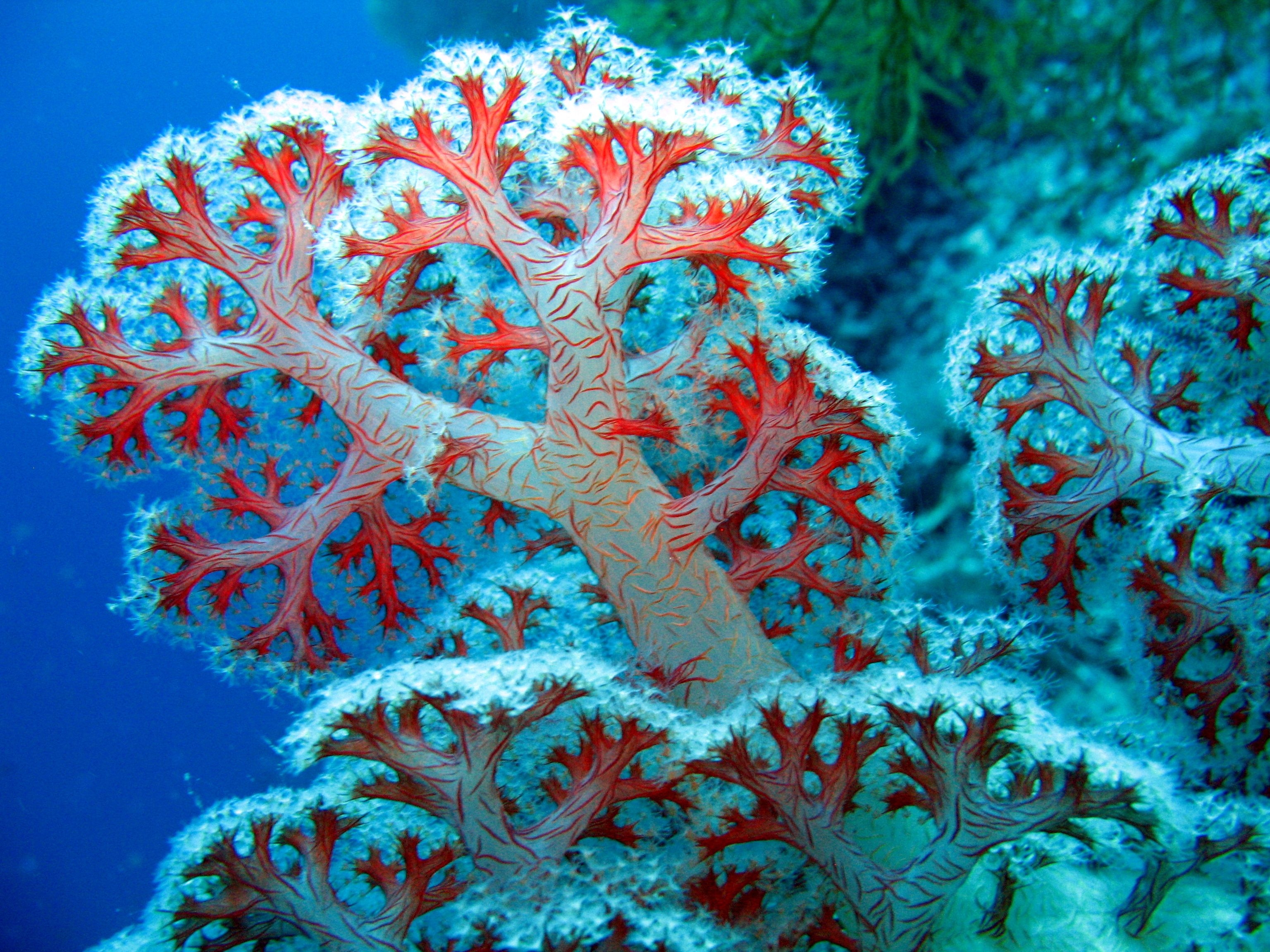 3080x2310 Coral Reef Picture 25139  px, Desktop