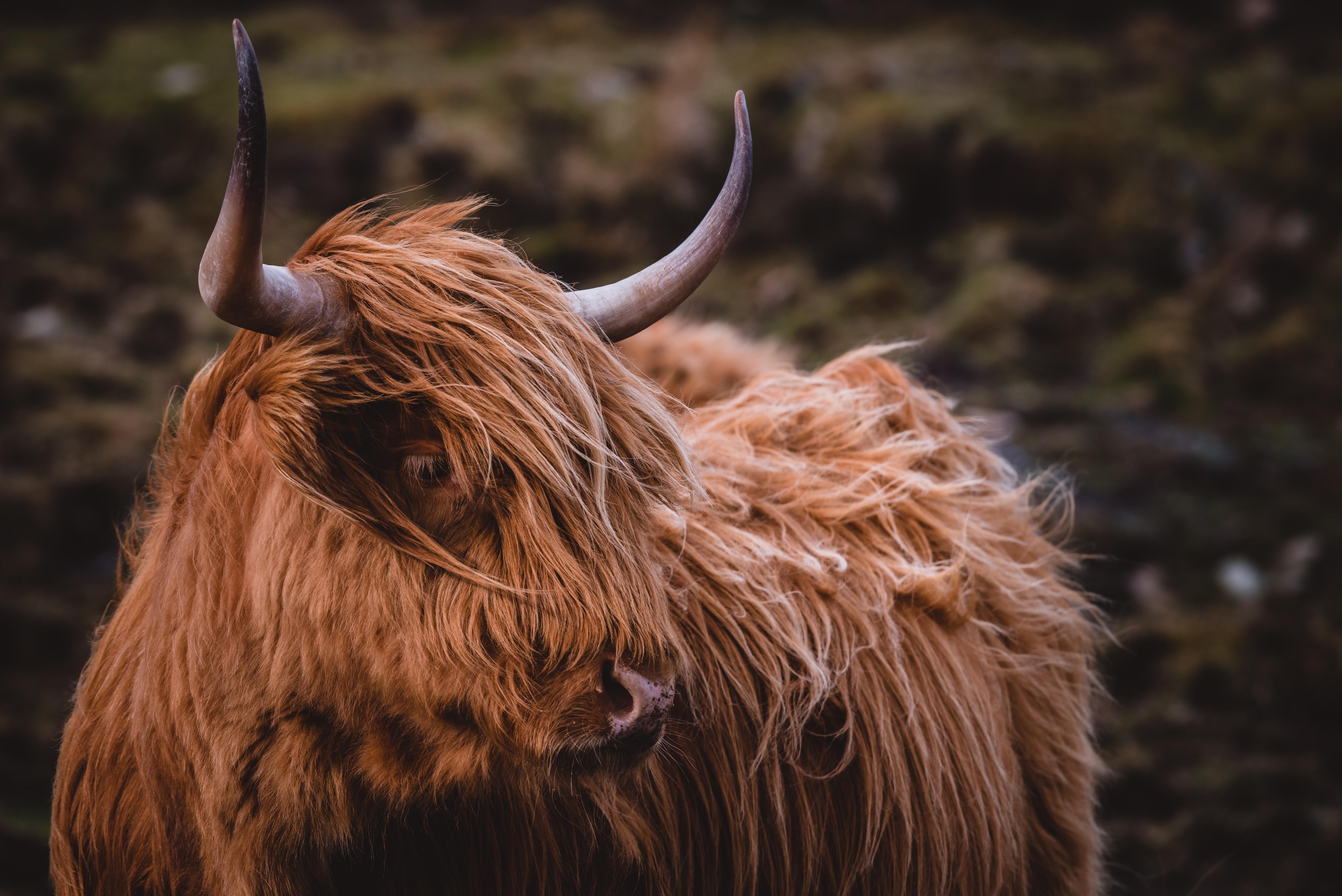 5750x3840 Highland Cattle 5k Retina Ultra HD Wallpaper. Background, Desktop