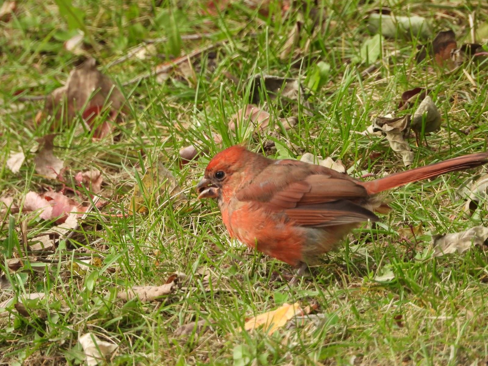 1600x1200 JUVENILE NORTHERN CARDINAL MOLTING TO ADULT, COLONEL, Desktop