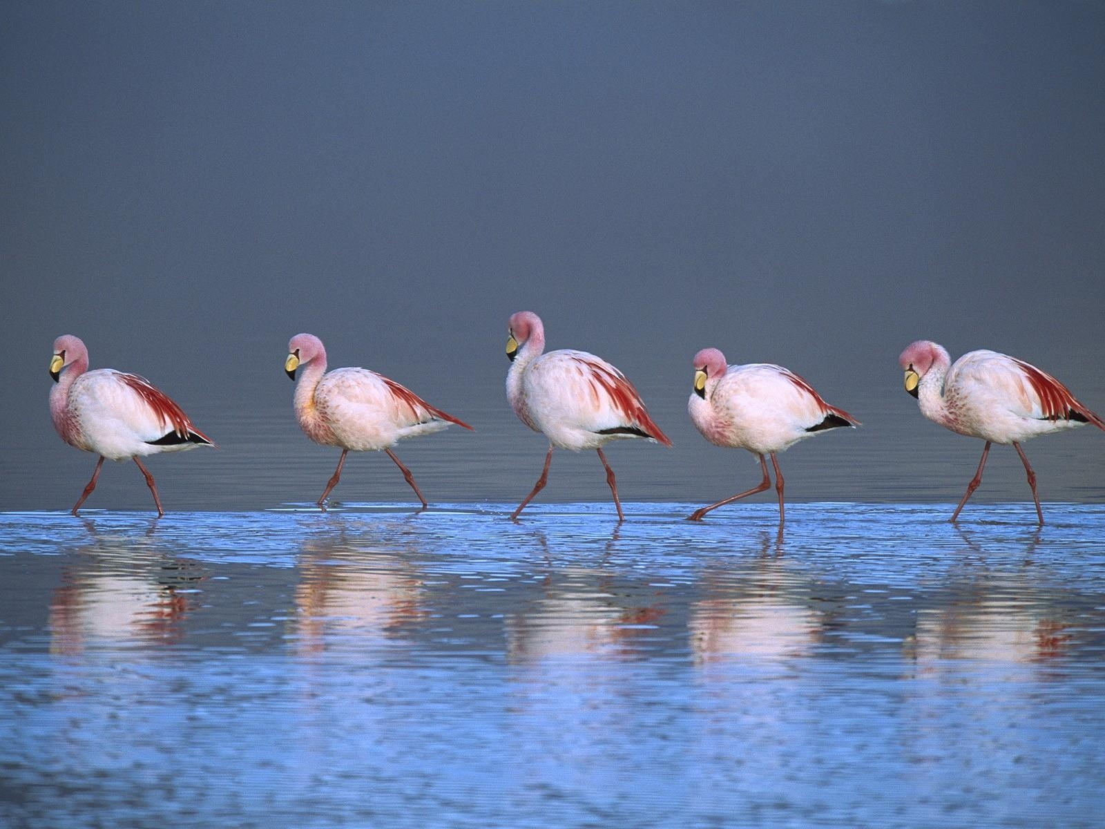 1600x1200 Puna Flamingoes Laguna Colorada Bolivia, Desktop