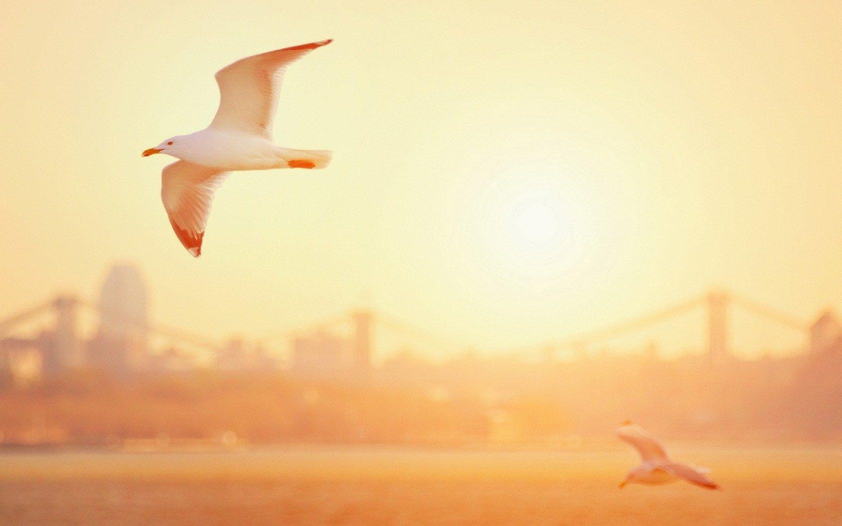 1680x1050 Seagull Wallpaper 30699 1920x1200 px HDWallSource, Desktop