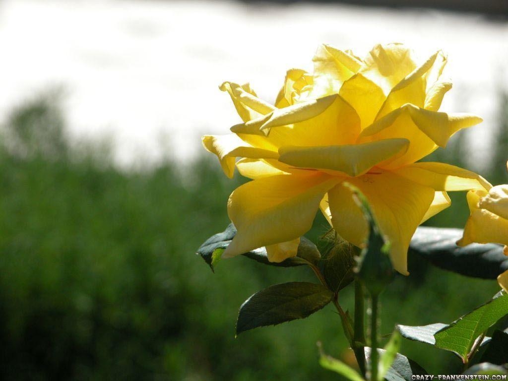 1030x770 Free Yellow Rose Natural Wallpaper Download Background Picture, Desktop