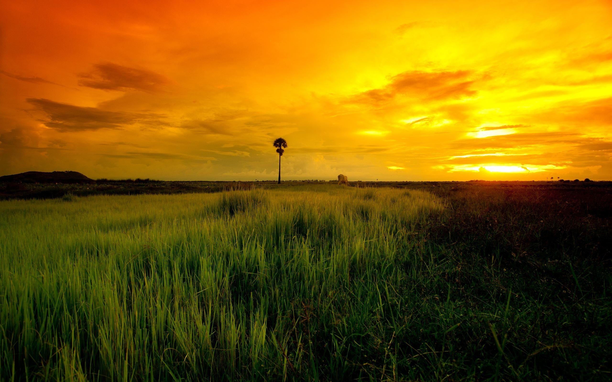 2560x1600 hd cambodia wallpaper, Desktop