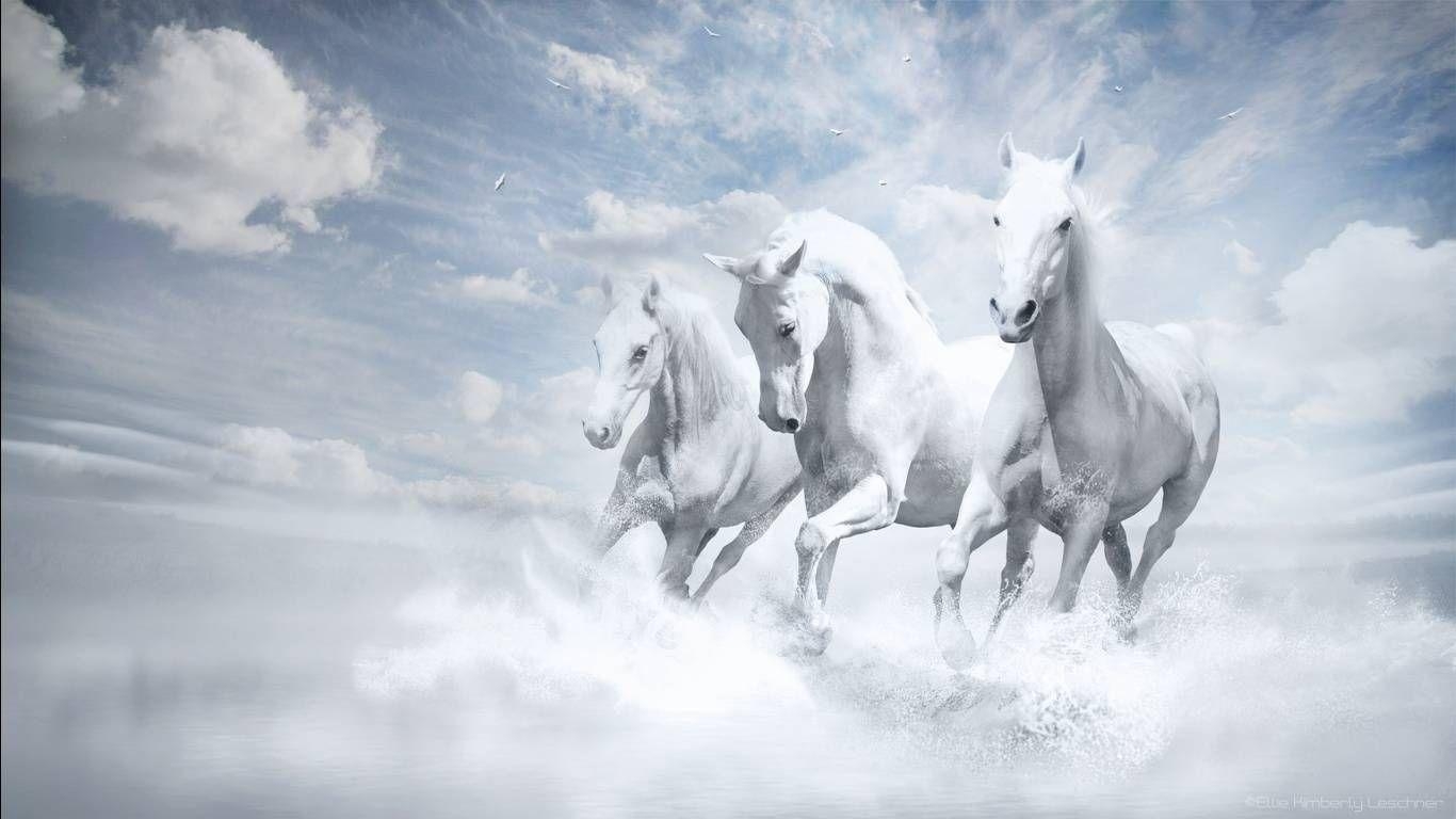 1370x770 White Running Horse Wallpaper White Horse Wallpaper, Desktop