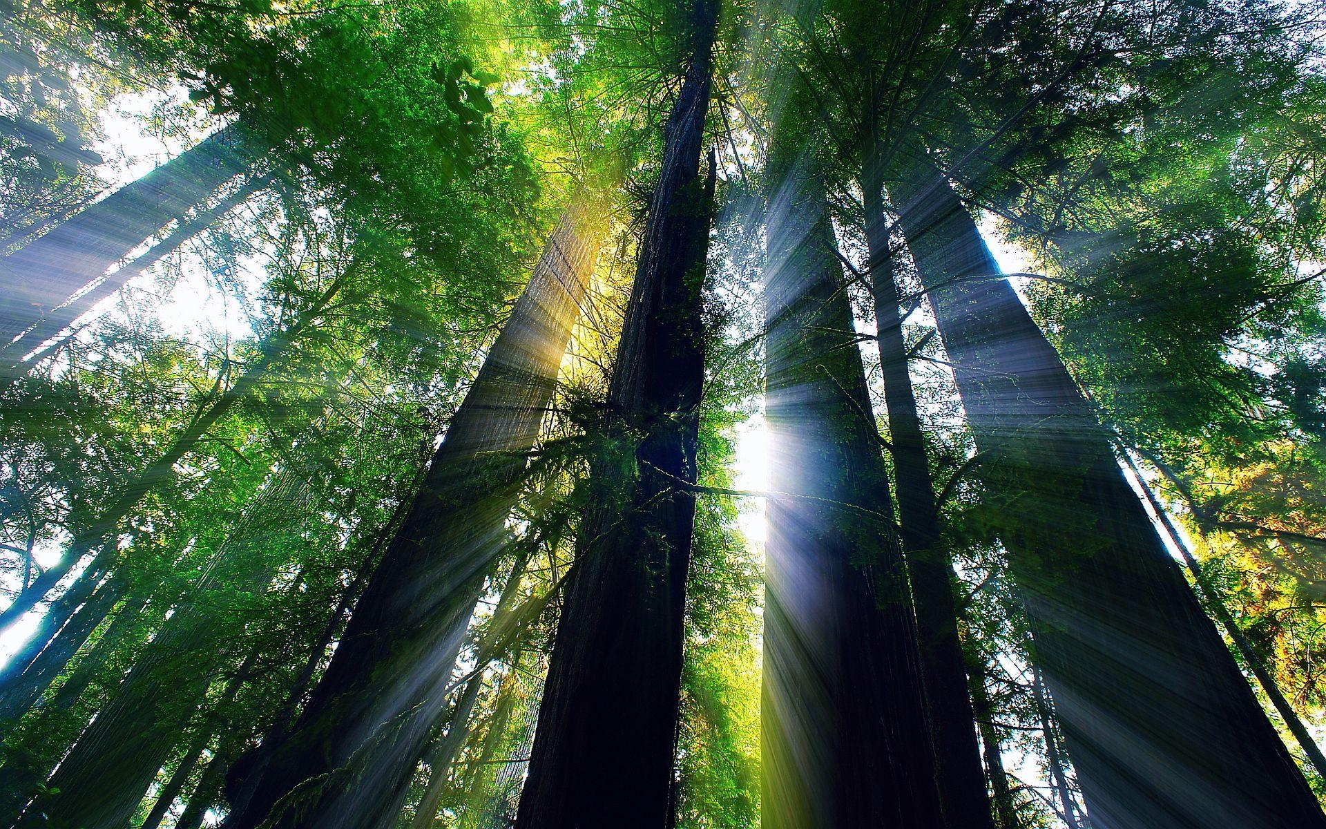 1920x1200 Redwood Forest California National Park Wallpaper, Desktop