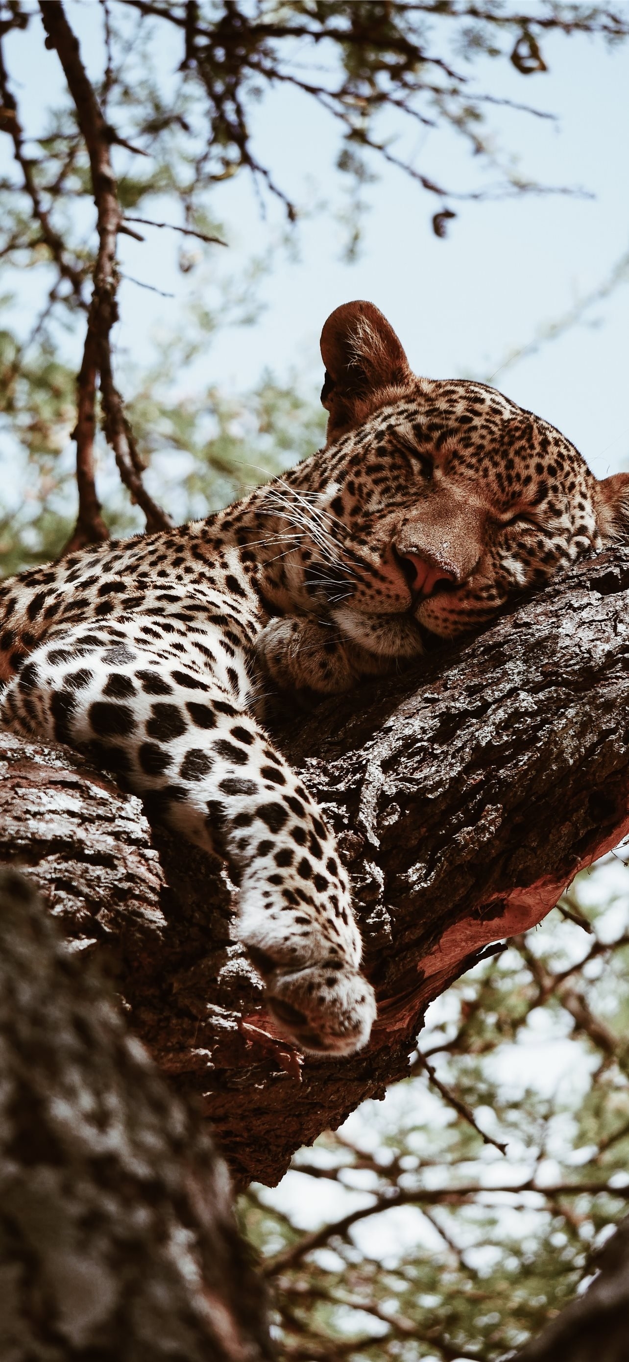 1290x2780 brown leopard sleeping during daytime iPhone Wallpaper Free Download, Phone