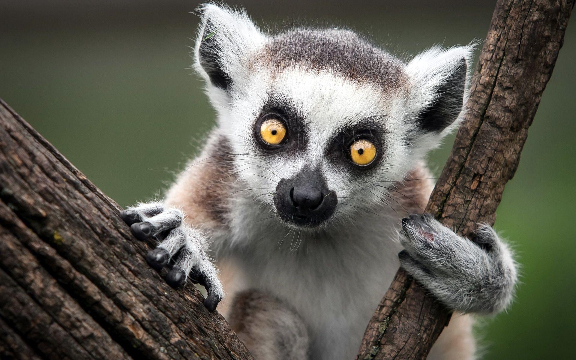 1920x1200 Lemur Hd Wallpaper Free Download Animals 1920×1200, Desktop