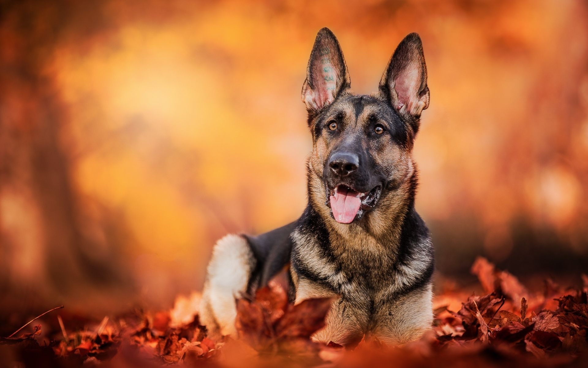 1920x1200 Wallpaper of Dog, Fall, German Shepherd, Pet, Smile background, Desktop