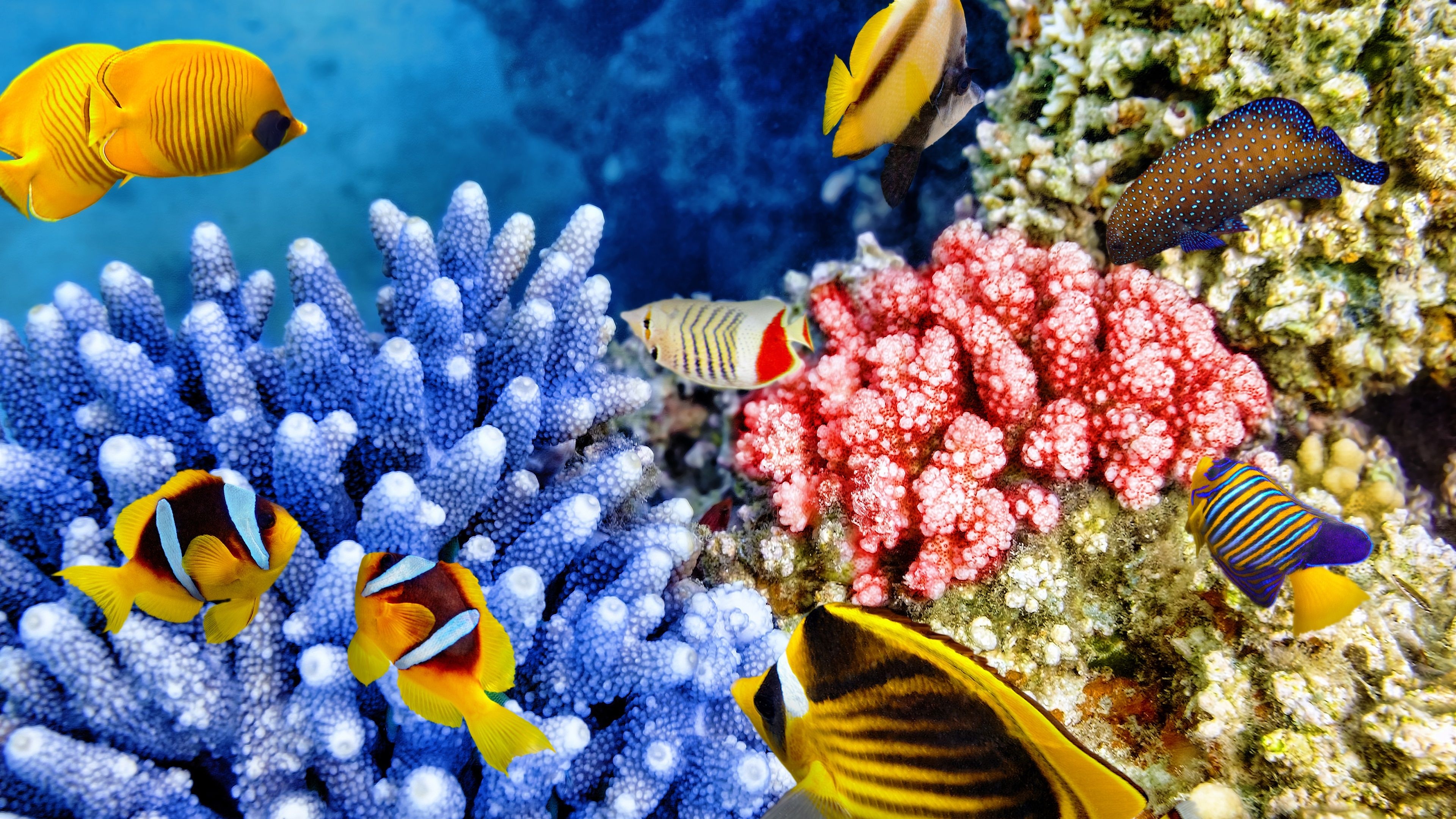 3840x2160 Wallpaper Tropical fishes, coral, underwater, sea animals  UHD 4K Picture, Image, Desktop