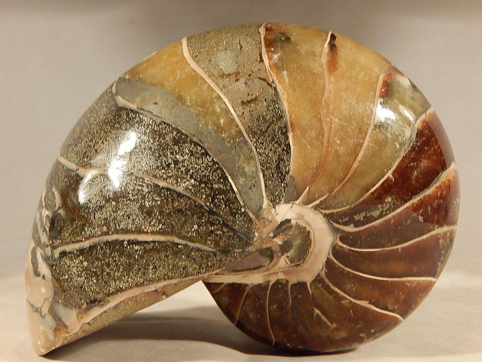 1600x1200 Details about LARGE Nautilus Fossil Nautiloid Fish Mineral, Desktop