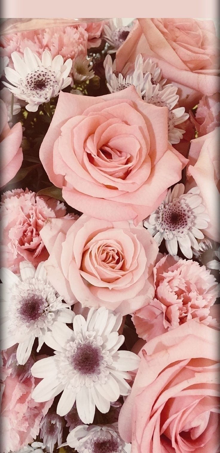 740x1520 Aesthetic Pink Roses Wallpaper, Phone