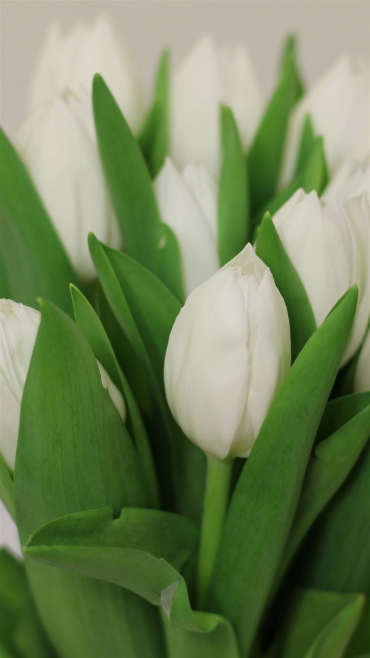 750x1340 Tulips Flowers Bouquet White iPhone 8 Wallpaper Free Download, Phone