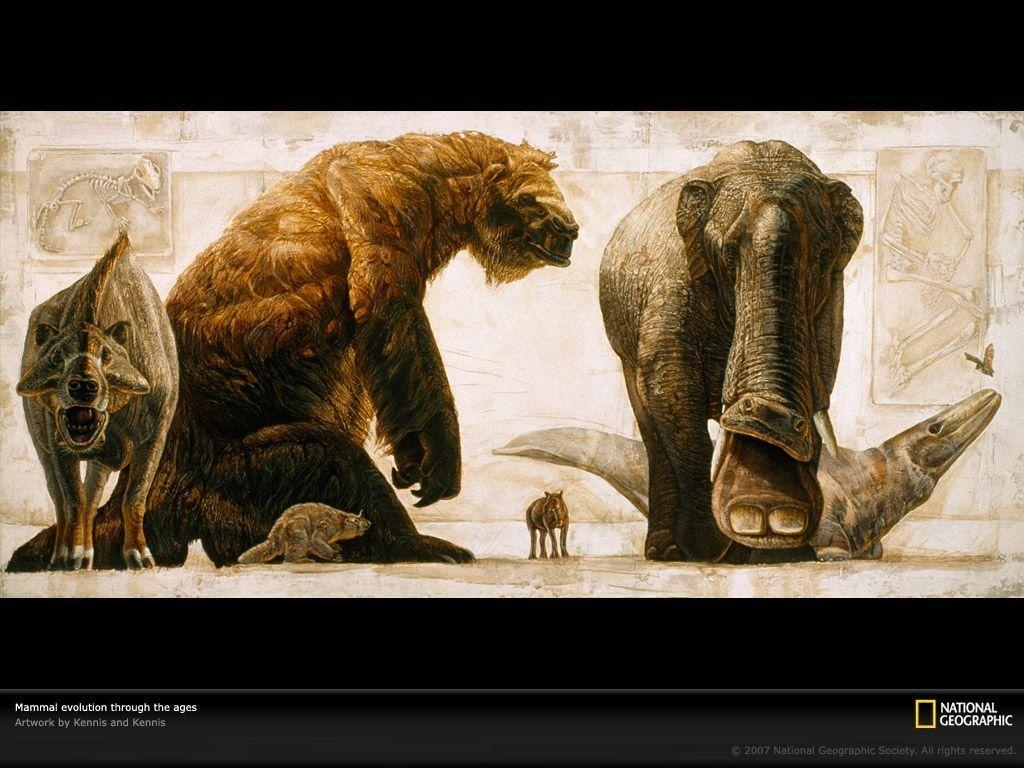 1030x770 Mammal Evolution Picture, Prehistoric Life Wallpaper, Download, Desktop