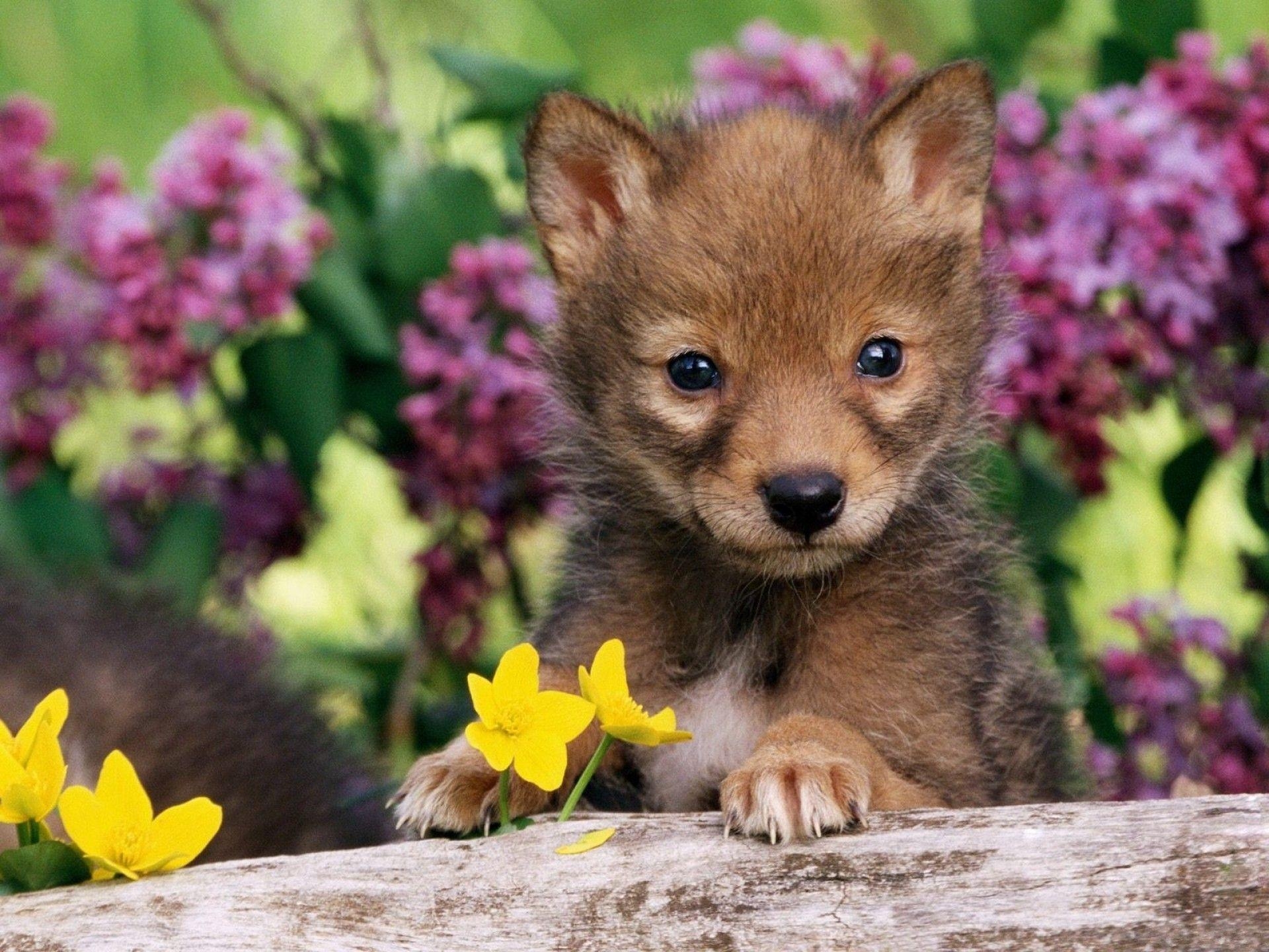 1920x1440 Cute Baby Wolf Wallpaper 1024×768 Baby Wolf Wallpaper (55 Wallpaper). Adorable Wallpaper. Baby animals picture, Cute animals, Cute animal picture, Desktop