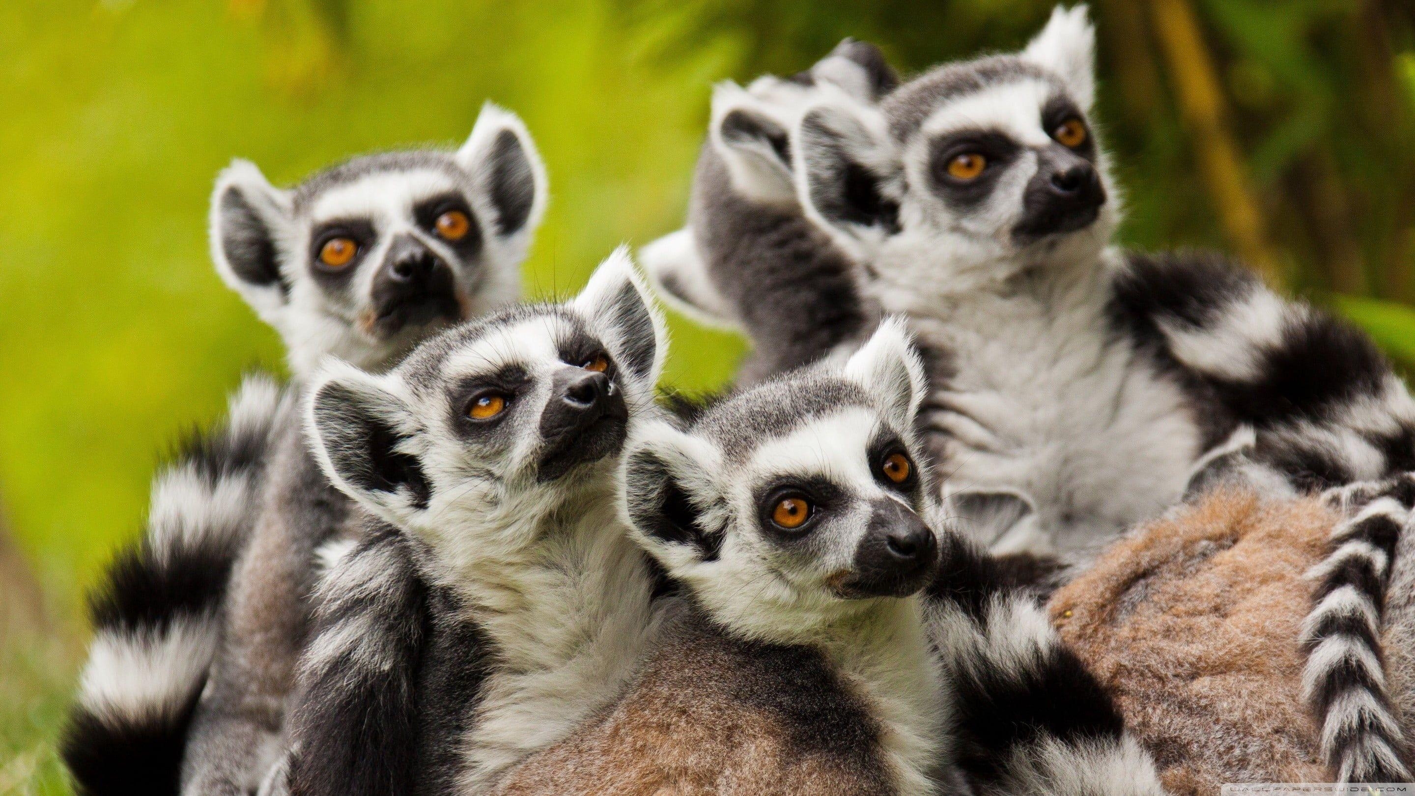 2880x1620 Five Black And White Sugar Gliders, Animals, Lemurs, Wildlife, Desktop