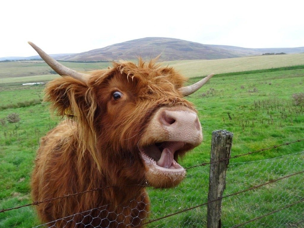 1030x770 Cute AF Photo That Prove That Fluffy Highland Cows = Dogs, Desktop