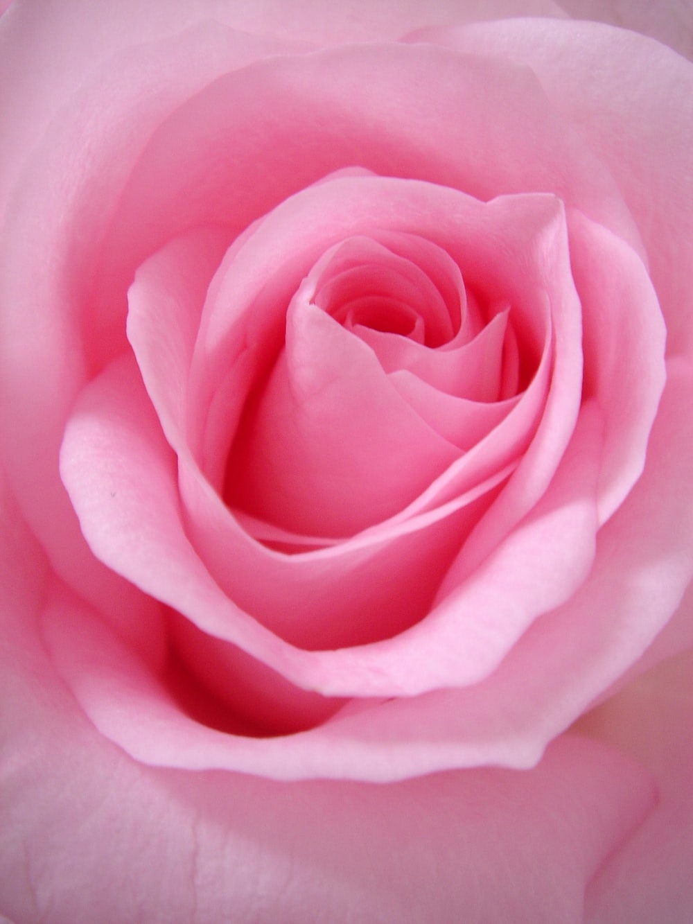 1000x1340 Pink Rose Picture [HD]. Download Free Image, Phone