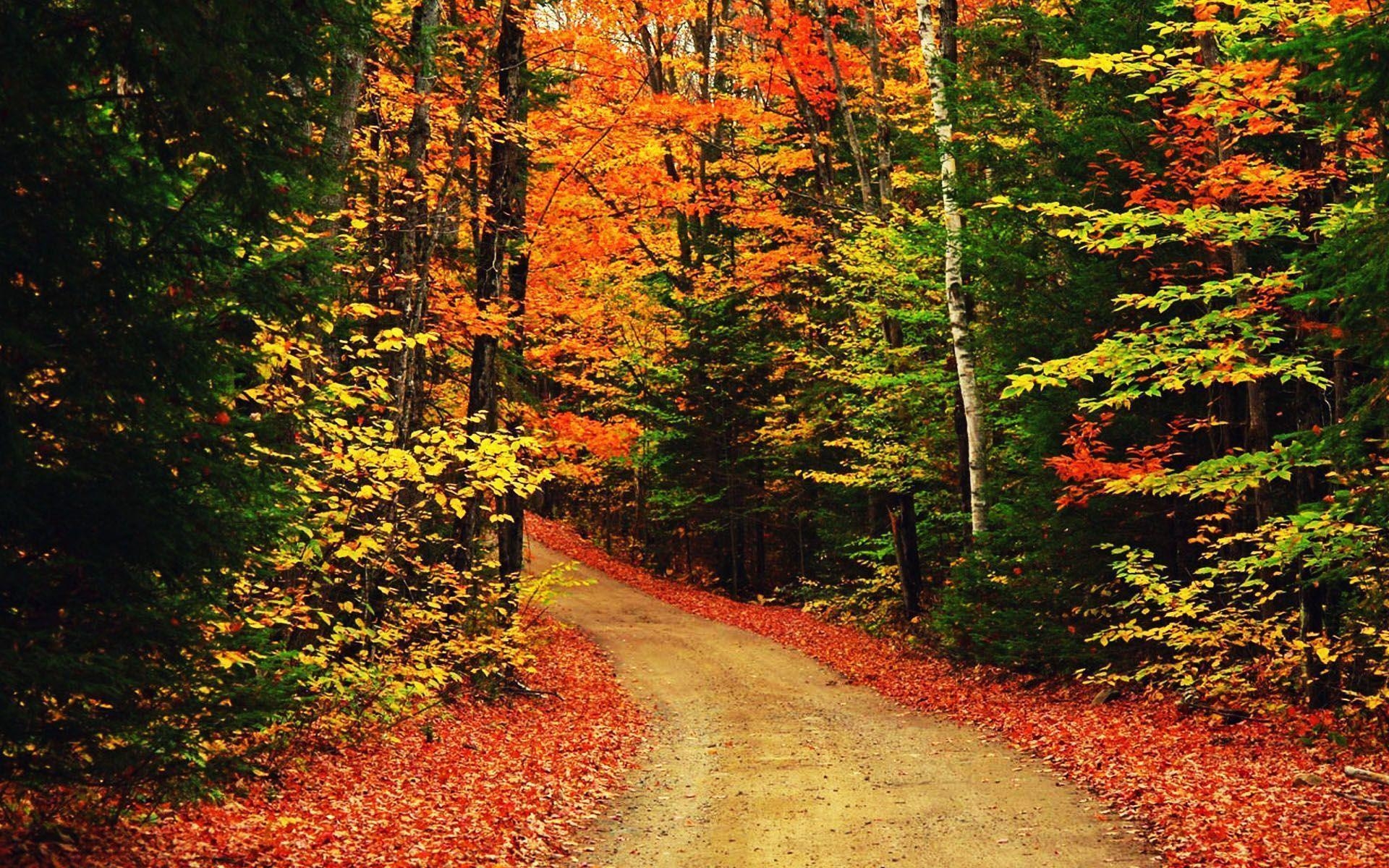 1920x1200 Free Autumn Scenic Wallpaper, Desktop