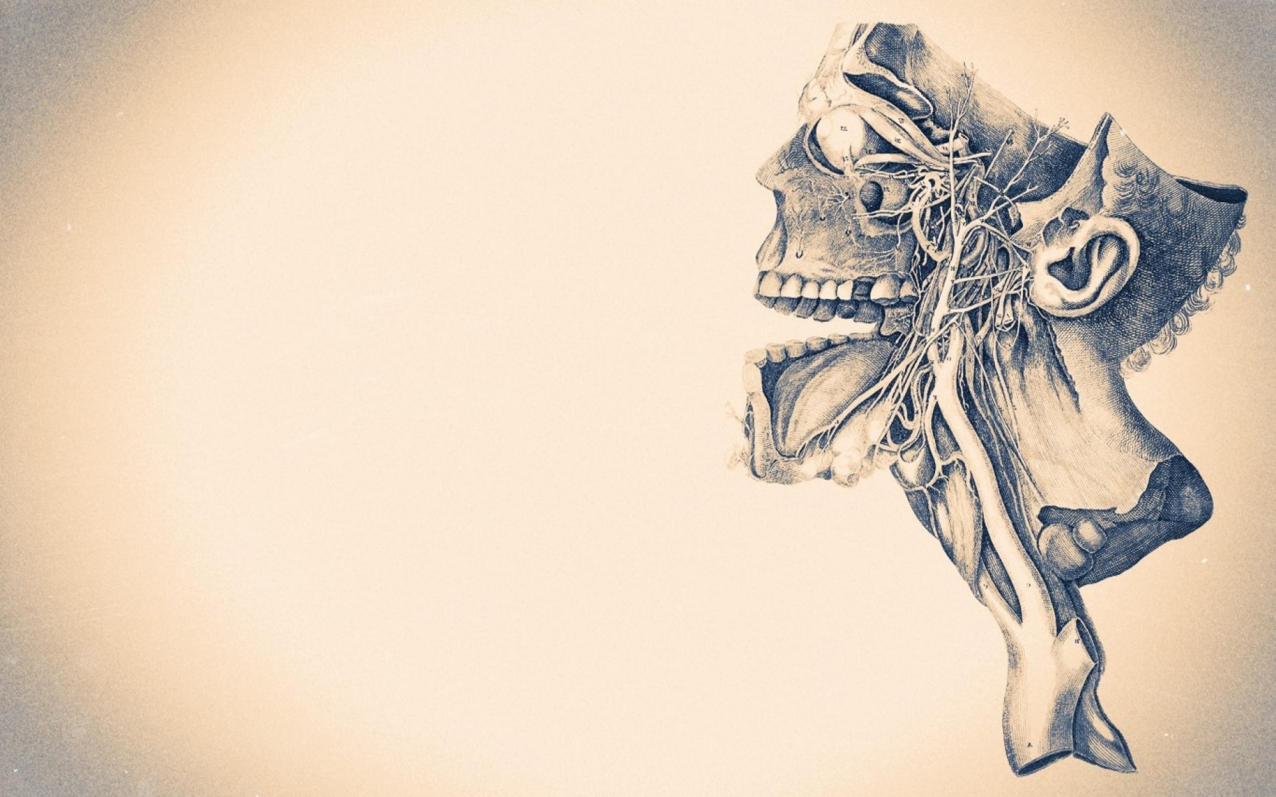 2560x1600 v.956: Human Anatomy Wallpaper (1920x1080 px), Desktop