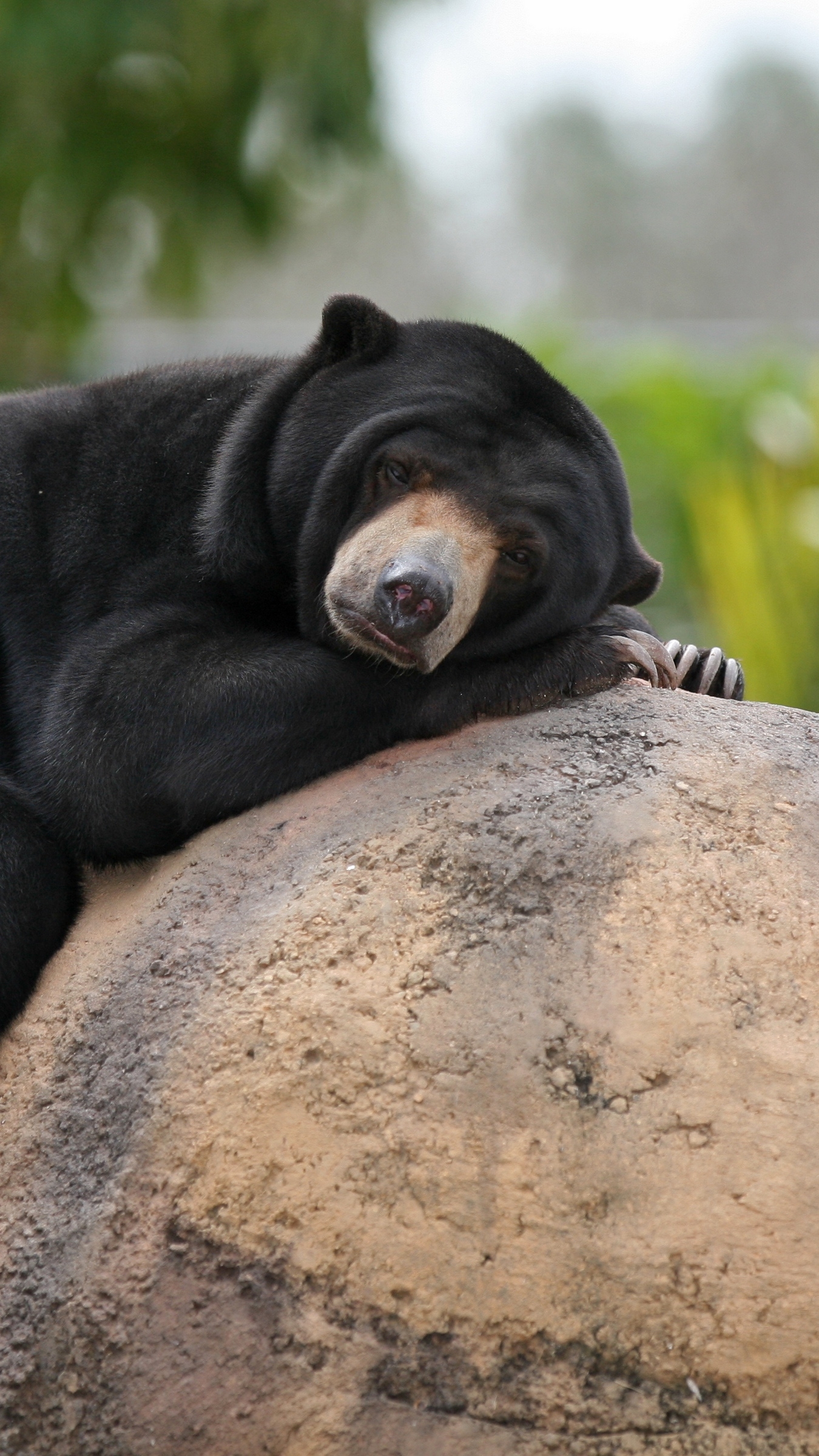 1350x2400 Download wallpaper  malay bear, biruang, lying, Phone