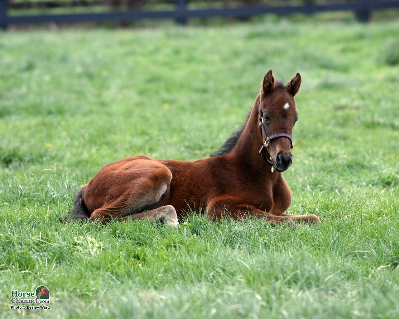 1280x1030 Springtime Foal Screensaver and Desktop Wallpaper, Desktop