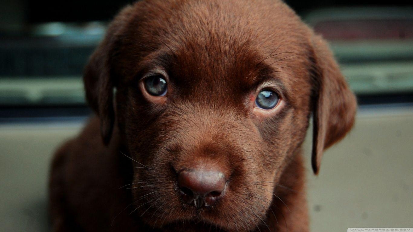 1370x770 Chocolate Puppy ❤ 4K HD Desktop Wallpaper for 4K Ultra HD TV, Desktop