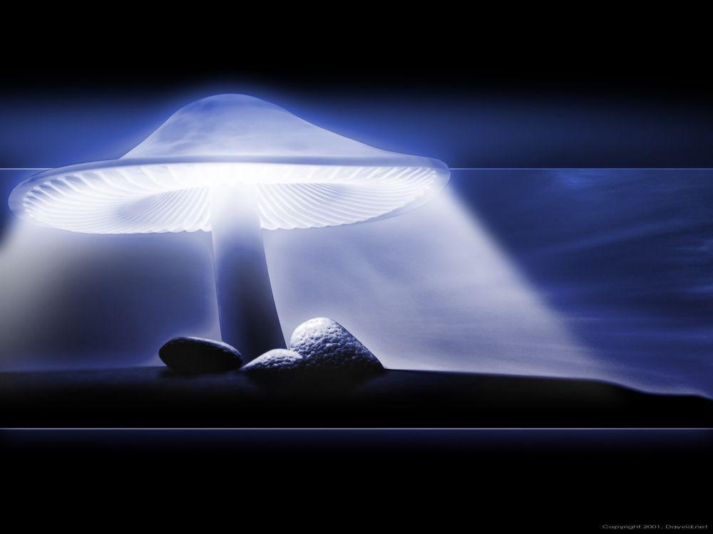 1000x750 Gallery For > Shroom Wallpaper, Desktop