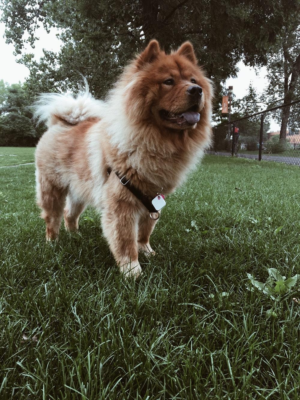 1000x1340 Chow Chow Picture [HD]. Download Free Image, Phone