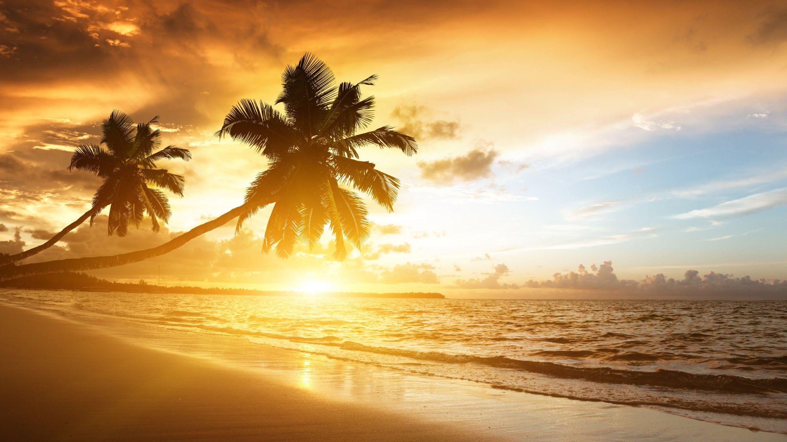 2560x1440 Wallpaper Caribbean Sea, Beach, Sunset, Palm trees, HD, 5K, Nature, Desktop