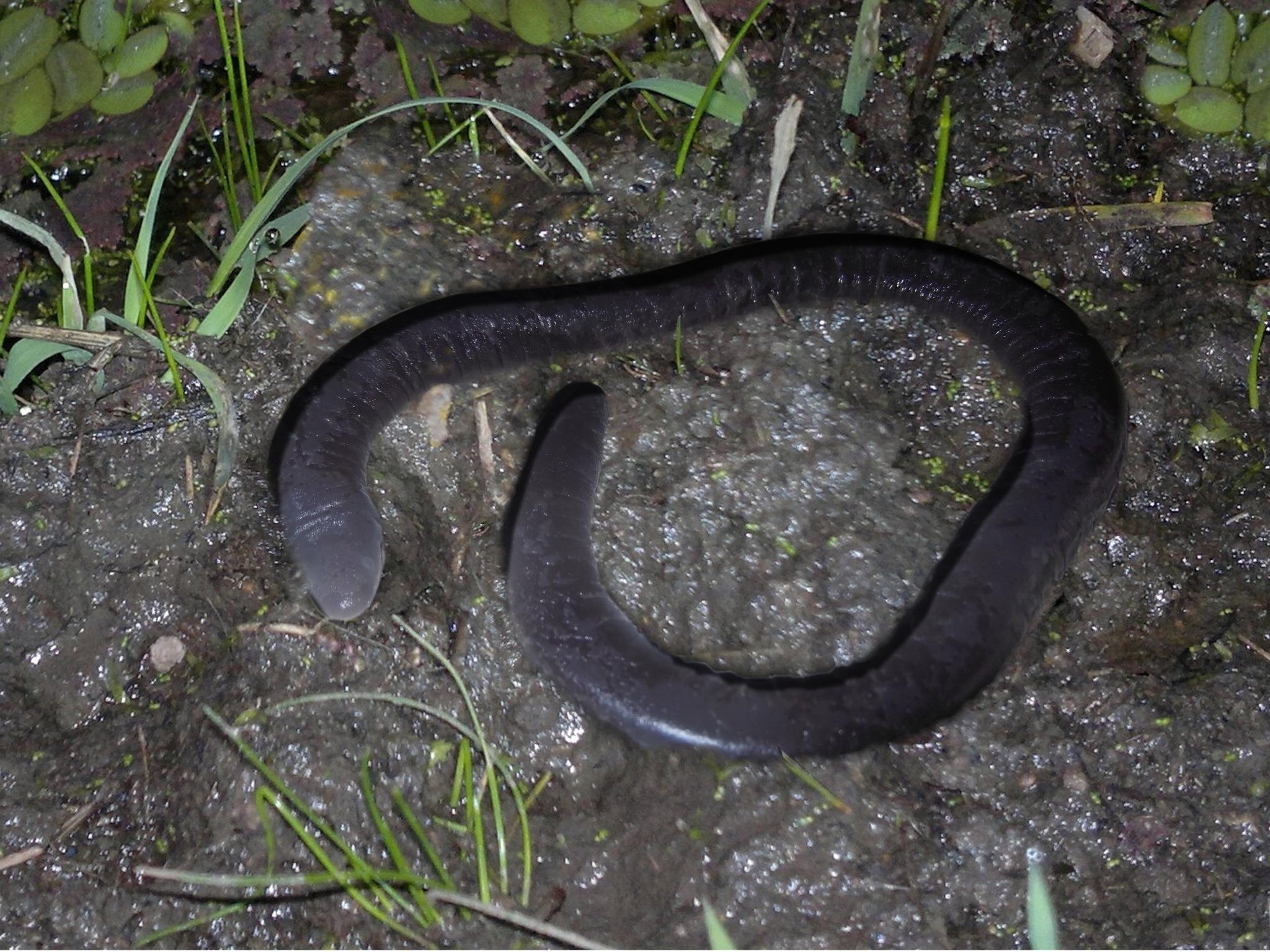 2050x1540 Peters' caecilians of Life, Desktop