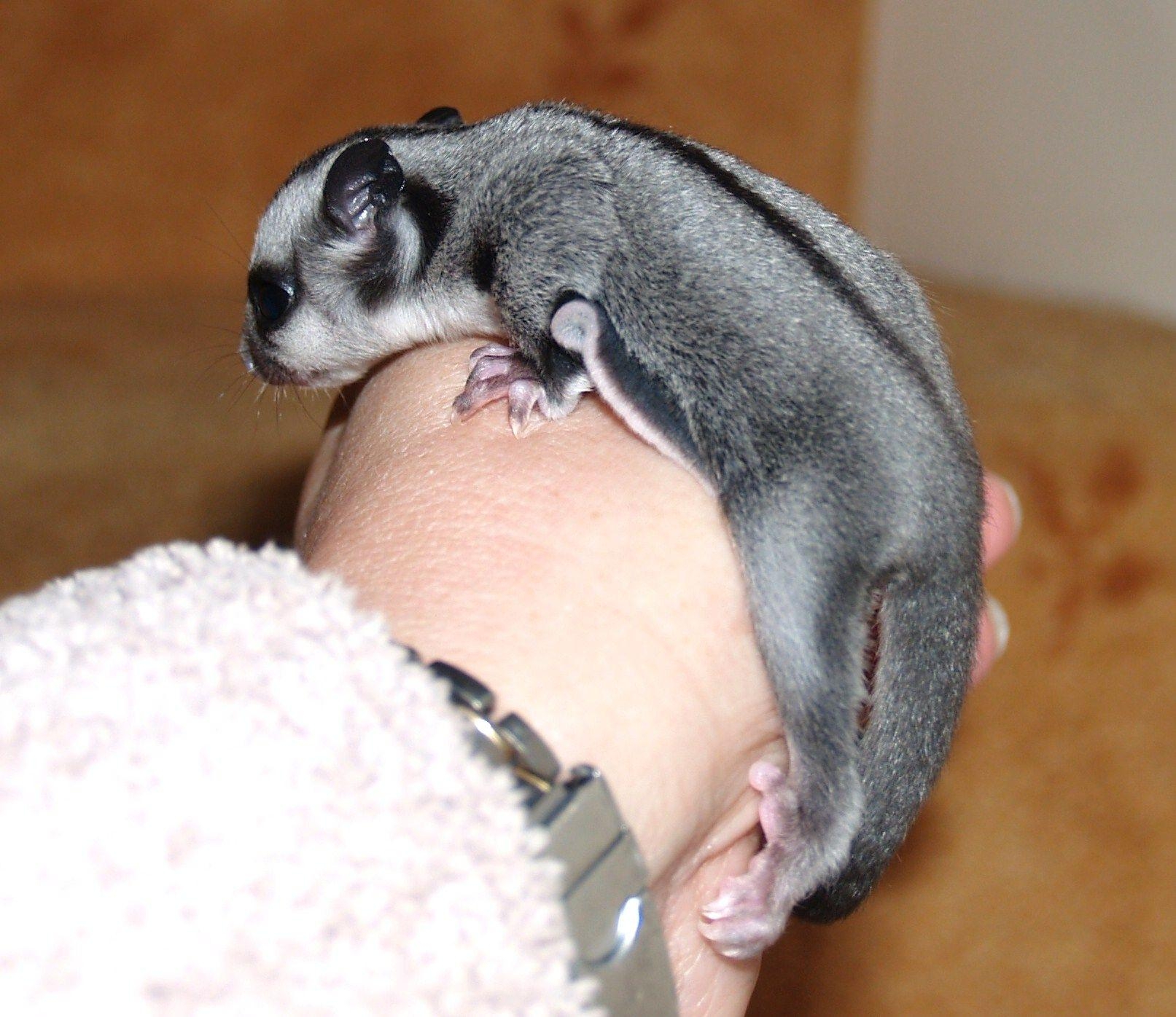 1620x1400 Scotland Sugar Glider Joeys, Desktop