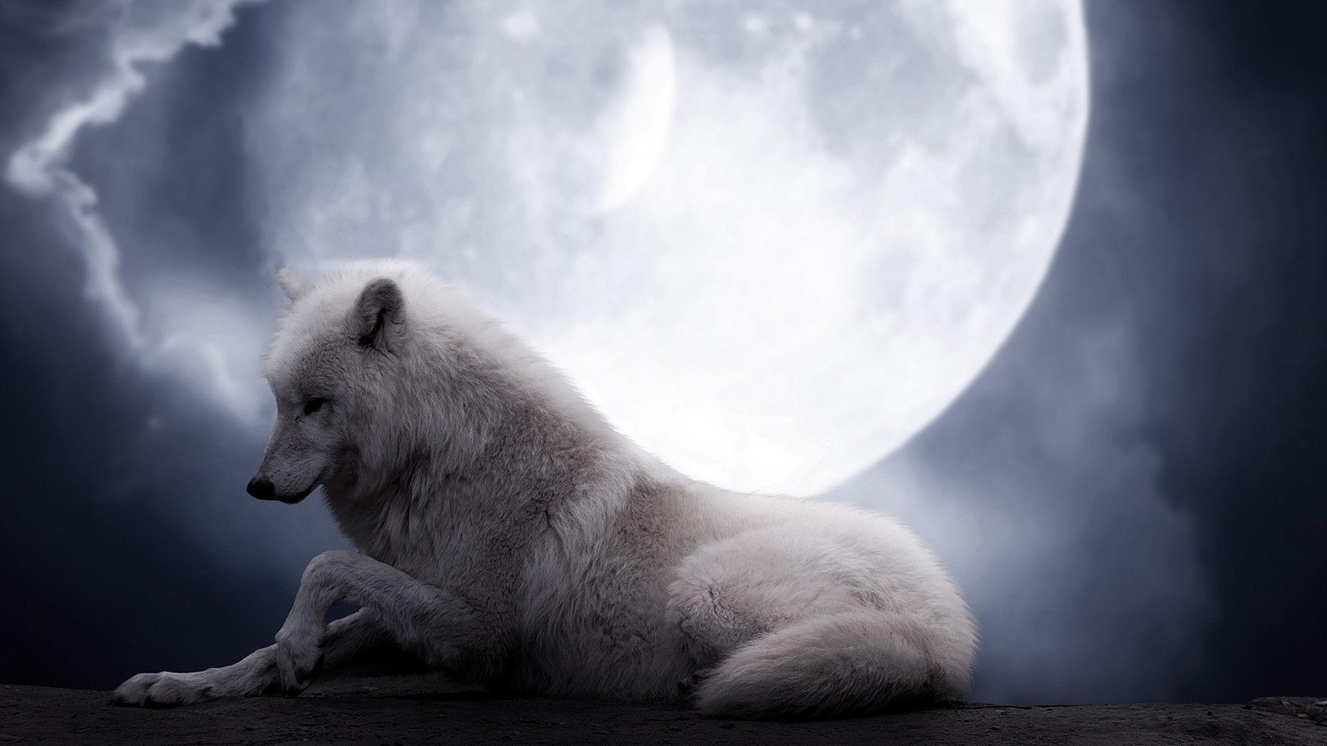 1920x1080 White Wolf Wallpaper on Frenzia.com, Desktop