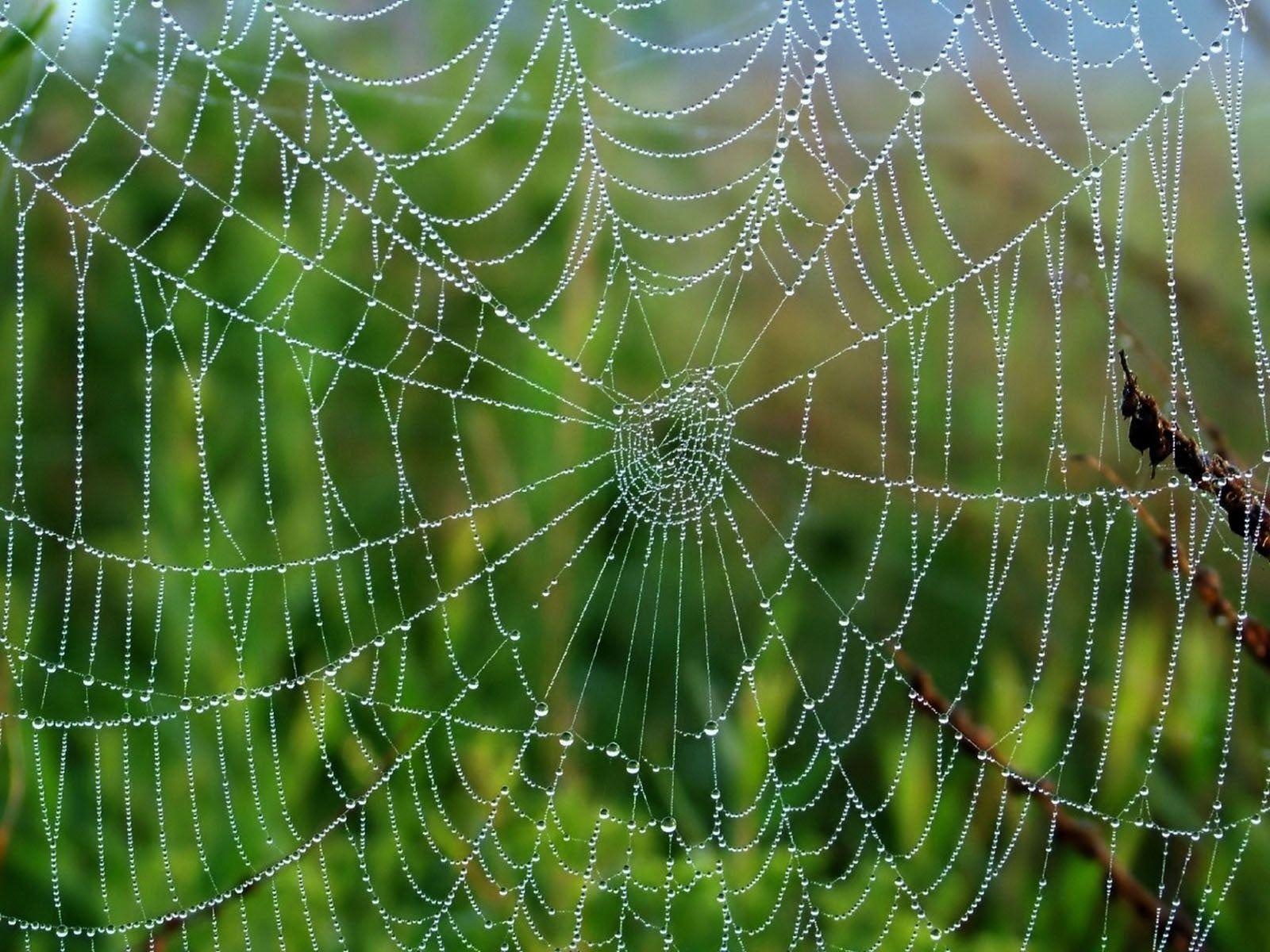 1600x1200 Desktop Wallpaper · Gallery · Nature · Spider Web. Free, Desktop