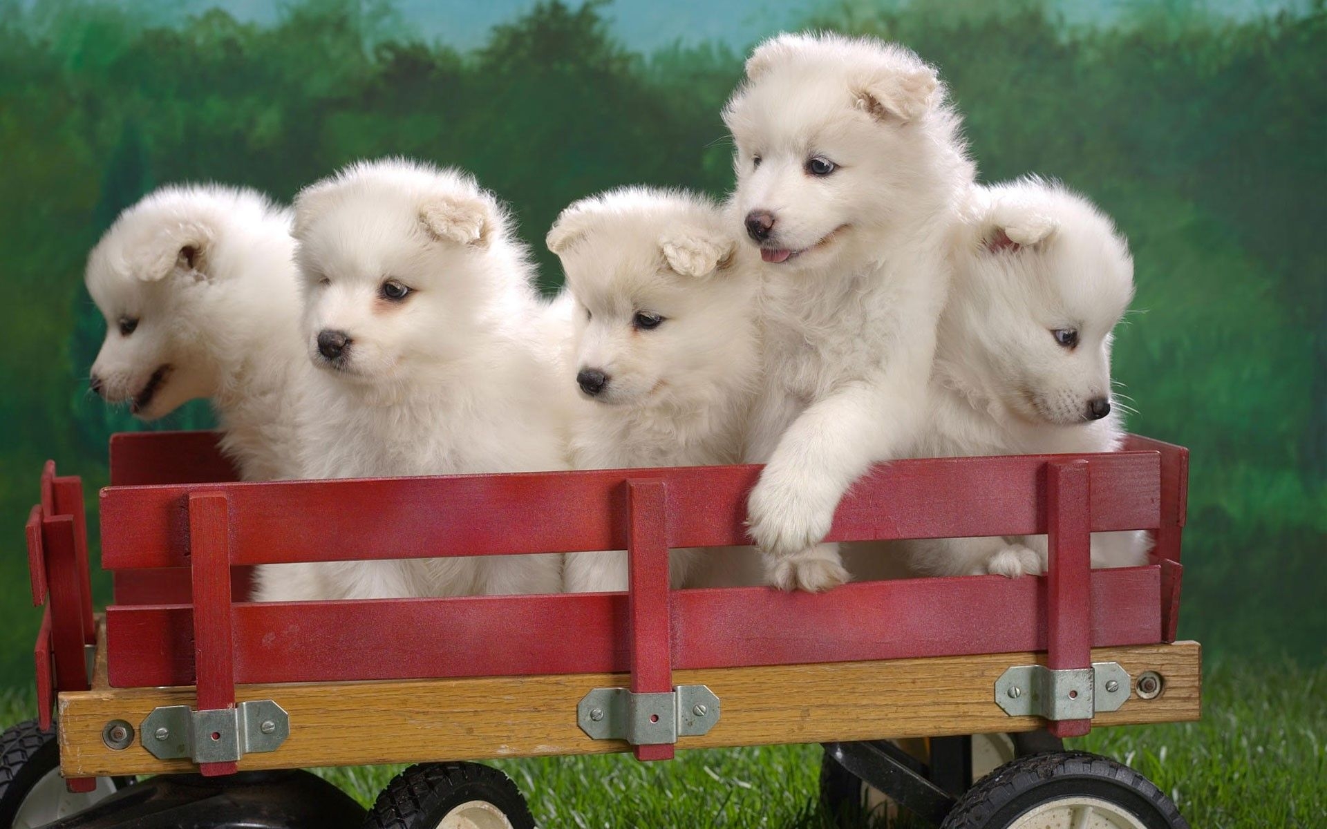 1920x1200 Cute Five Puppies On Toy Trolly Pets Animal Wallpaper Of Cute Puppies, Desktop