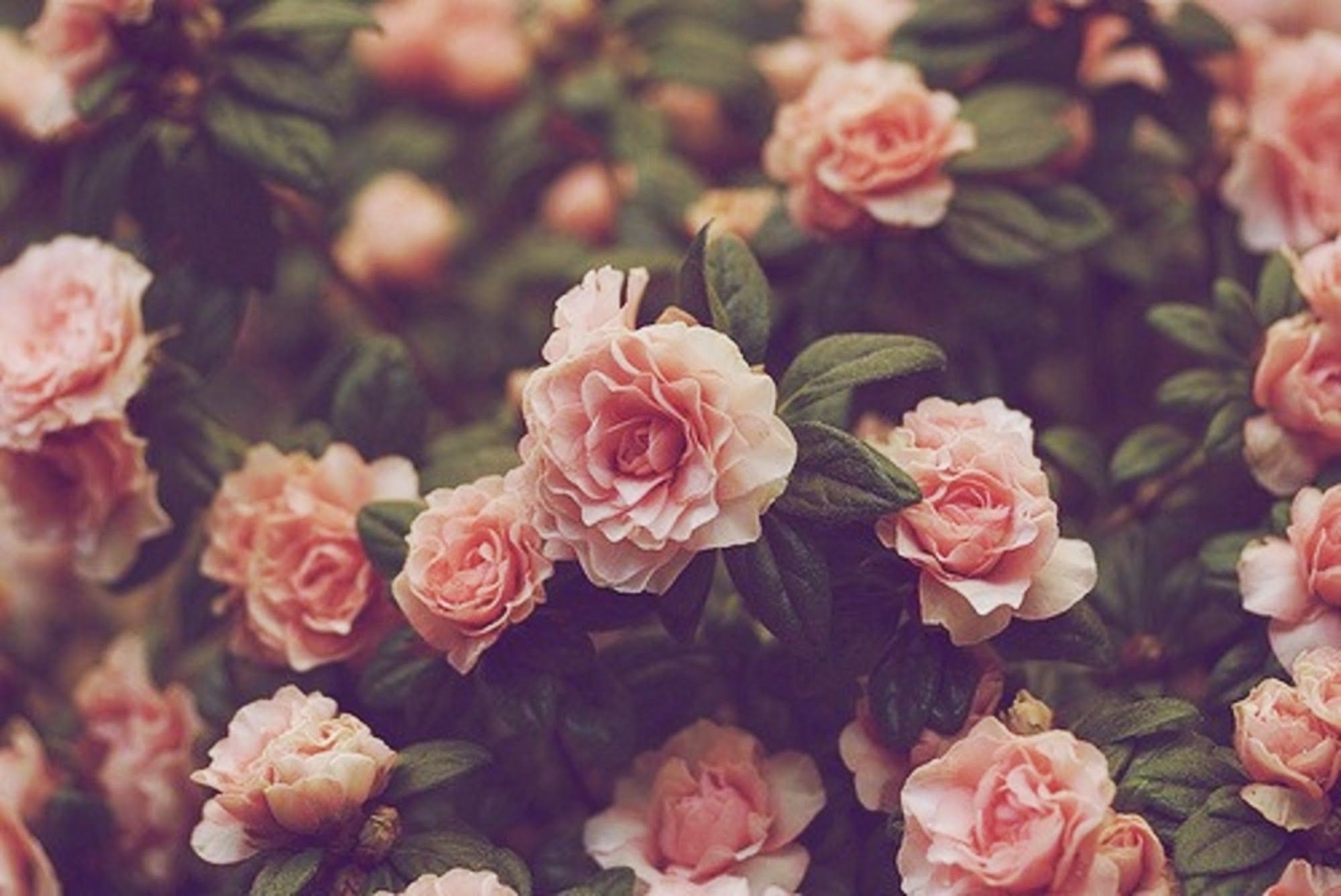 2000x1340 flower: Flower Aesthetic Vintage Desktop Wallpaper, Desktop